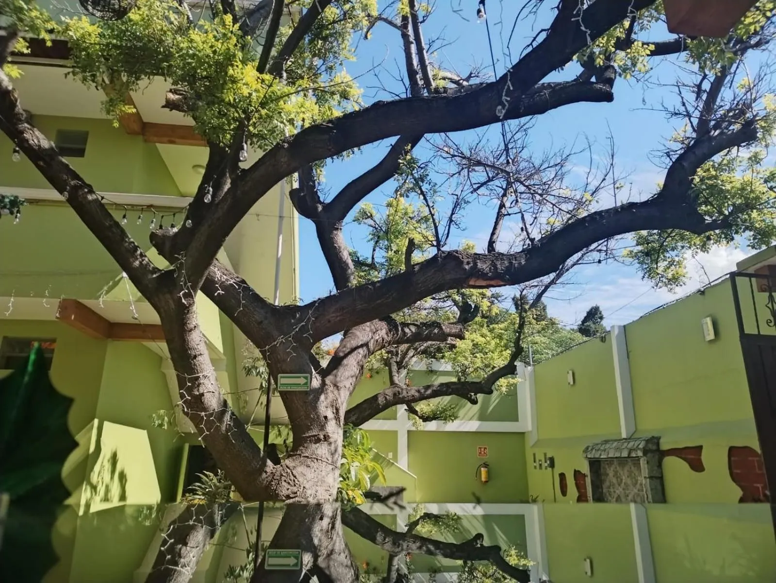 Garden in Los Ciruelos Oaxaca