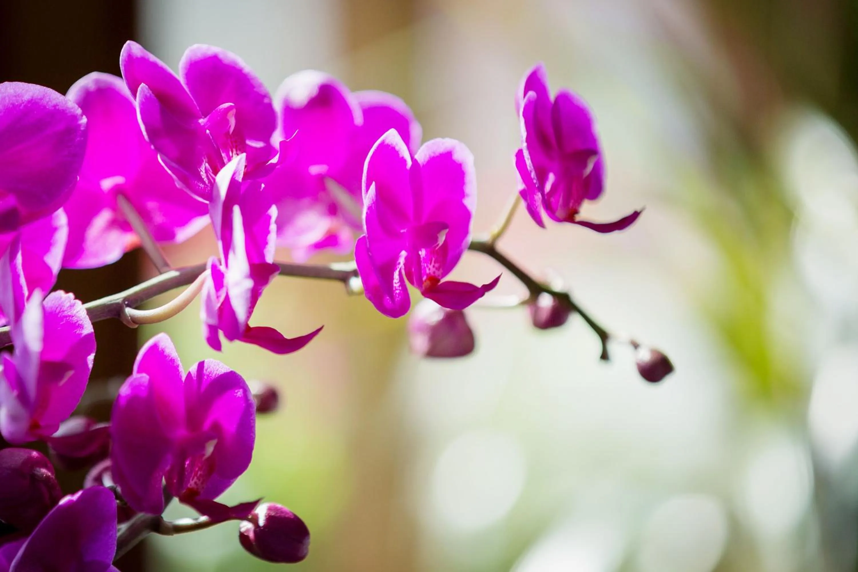 Other in Hotel Fortuna