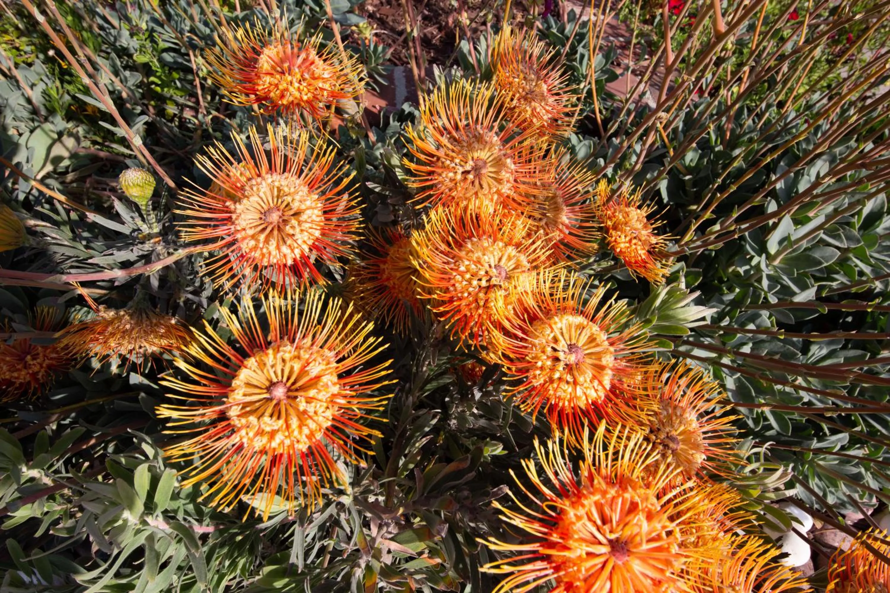 Garden in Overlooking Marina del Rey sailboats, is Green Ginger Playa Del Rey on the bluff,