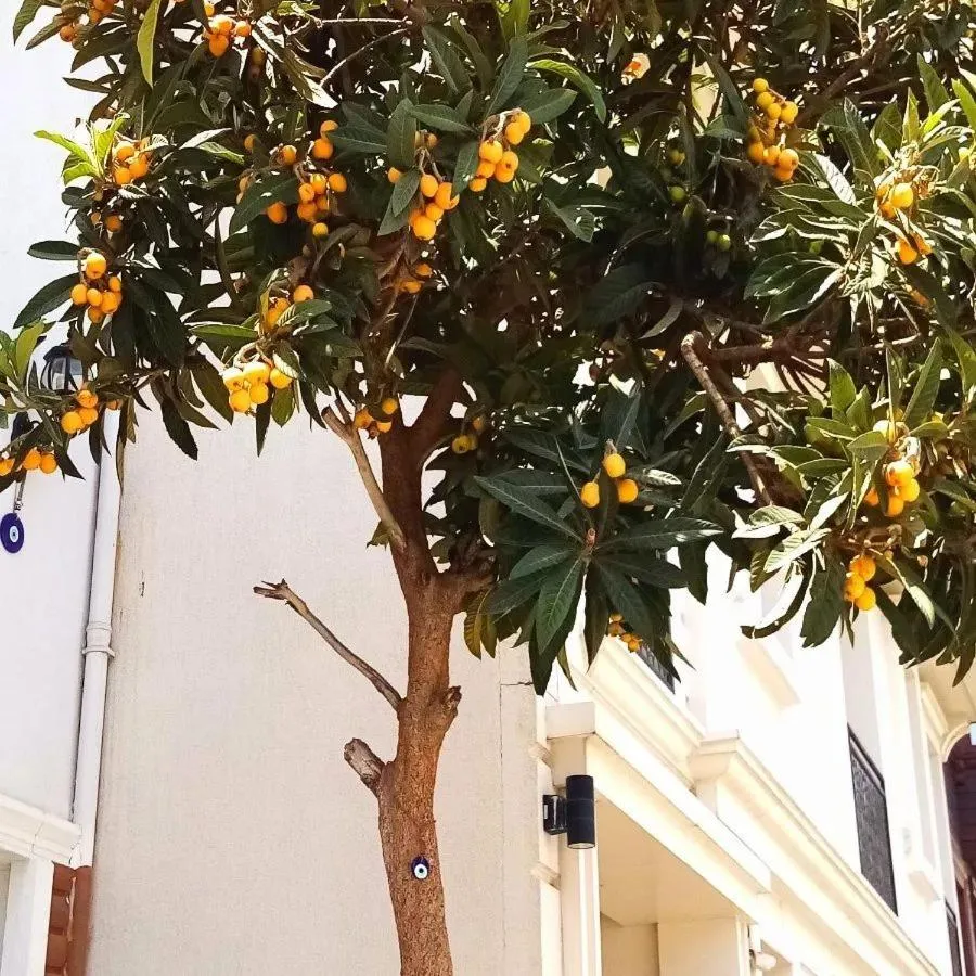 Day in sultanahmet musıc house