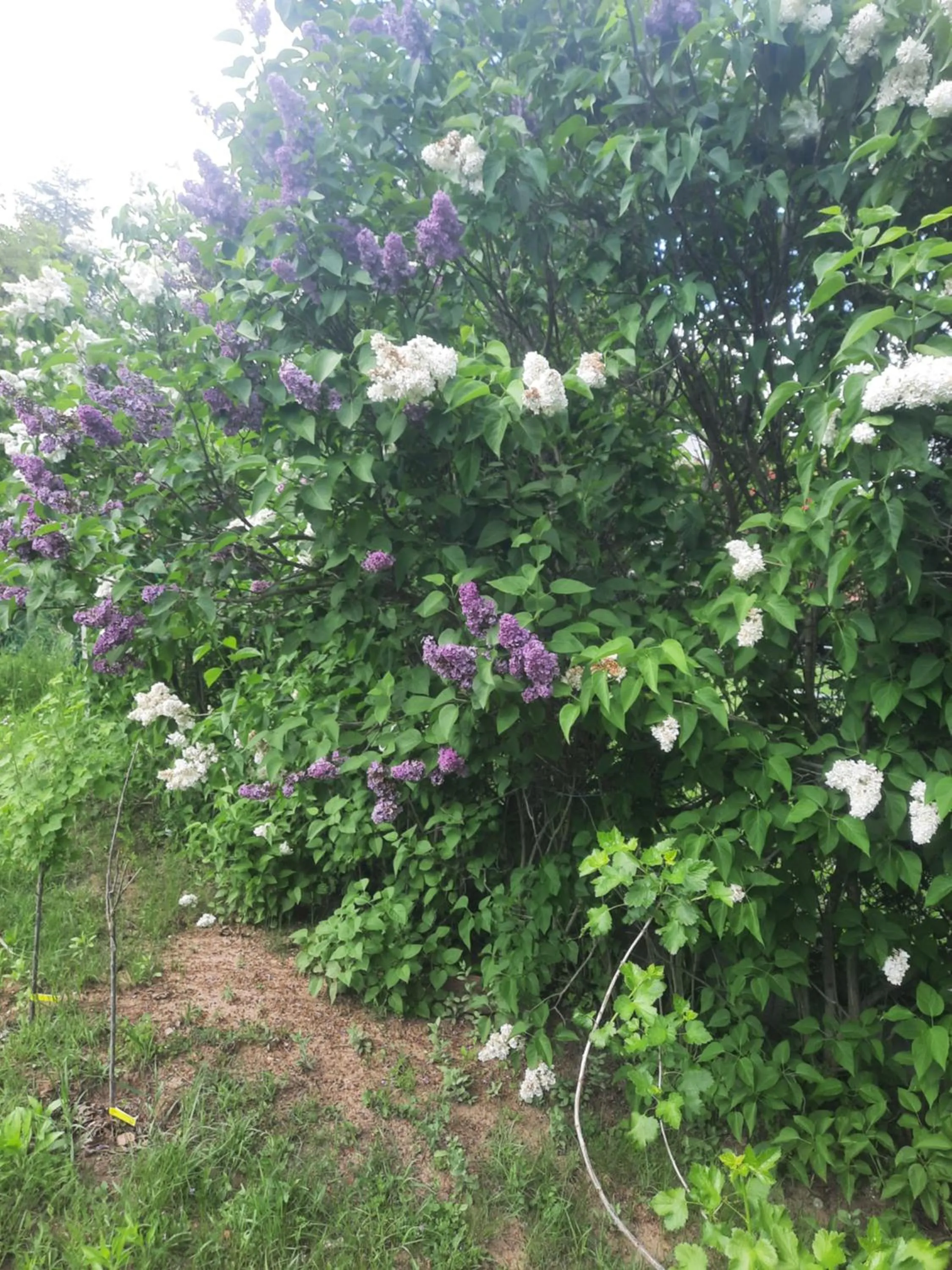 Spring in HELIOS Hotel Apartments