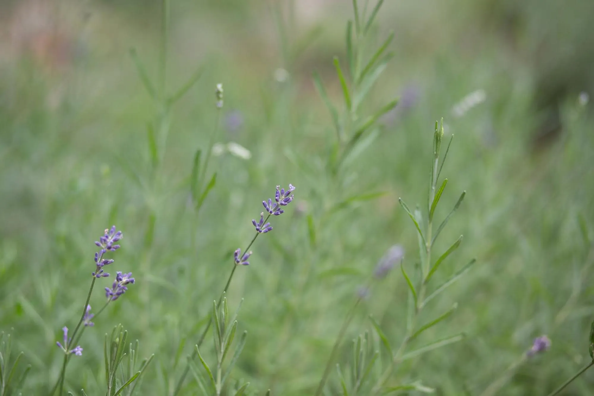 Spring in HELIOS Hotel Apartments