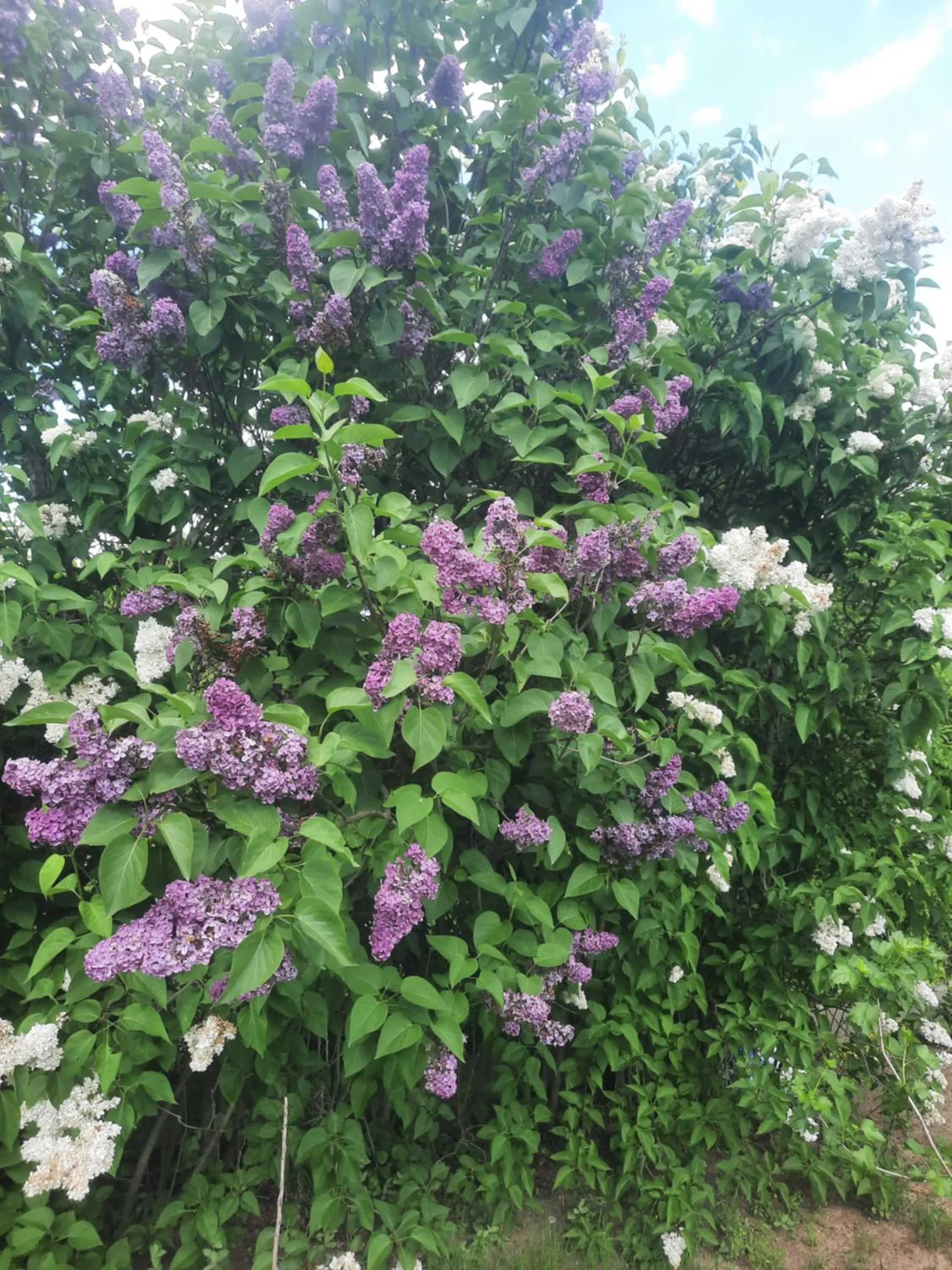 Natural landscape in HELIOS Hotel Apartments