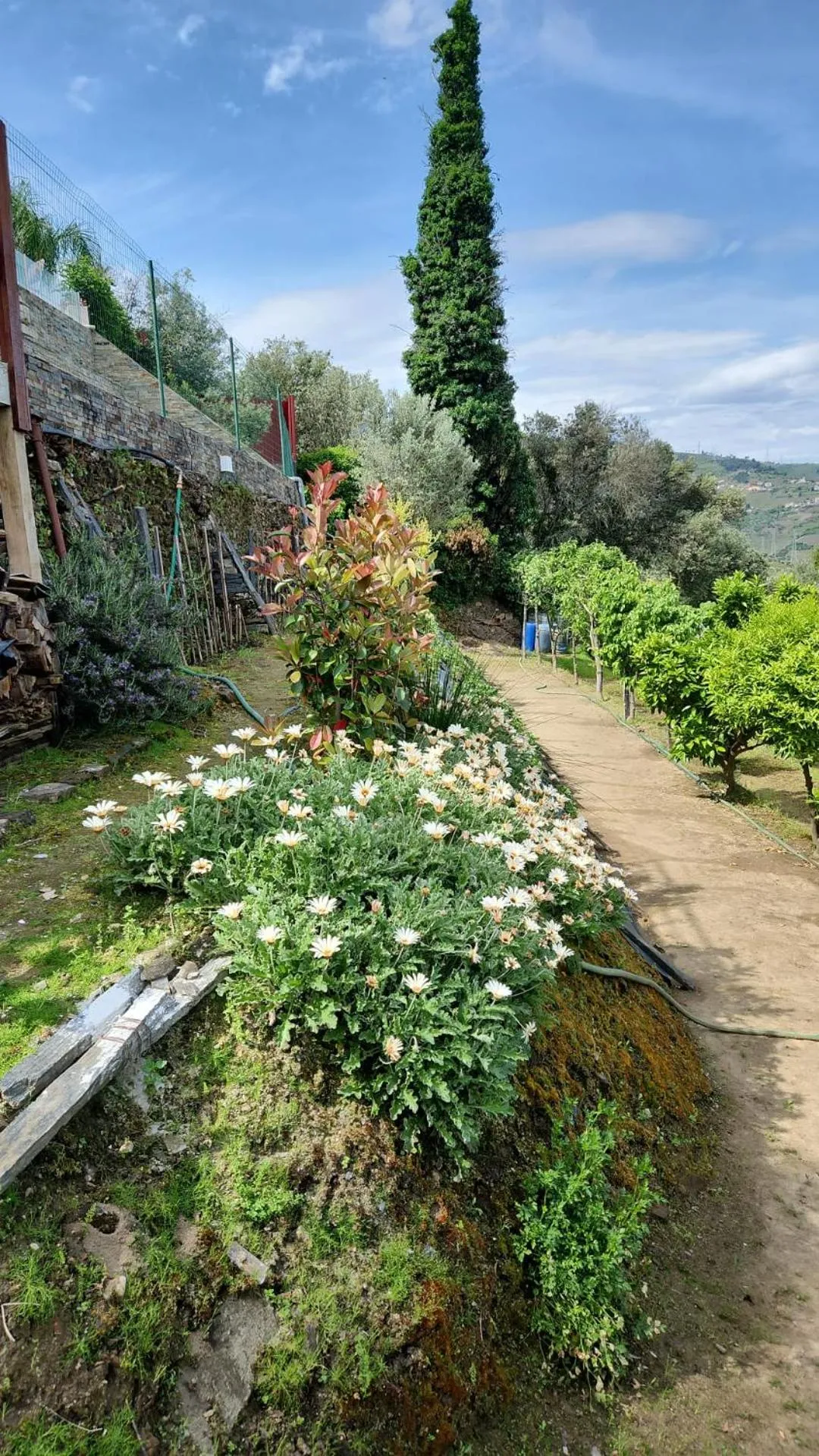 Spring in Golden Mirror