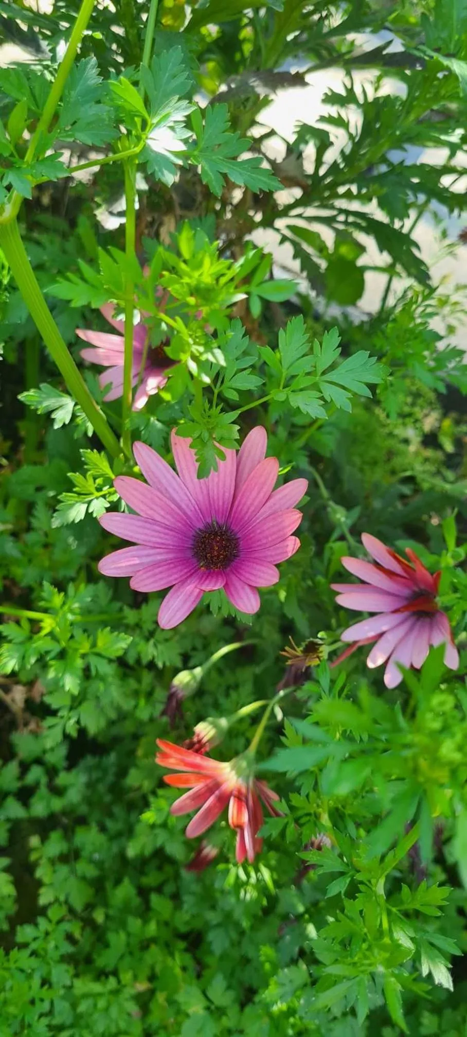 Spring in Golden Mirror