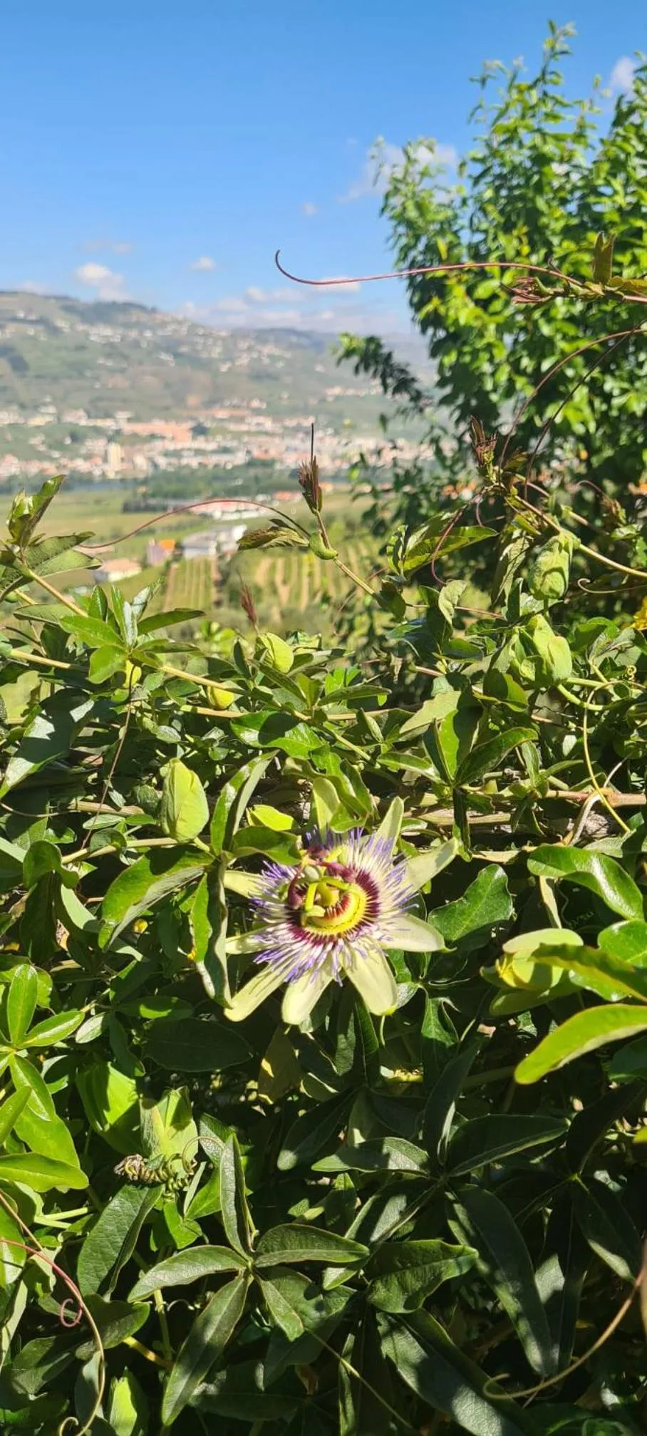 Spring in Golden Mirror