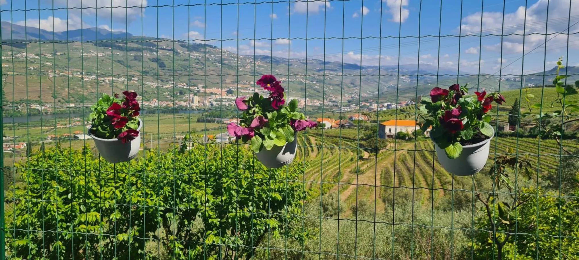 Spring in Golden Mirror