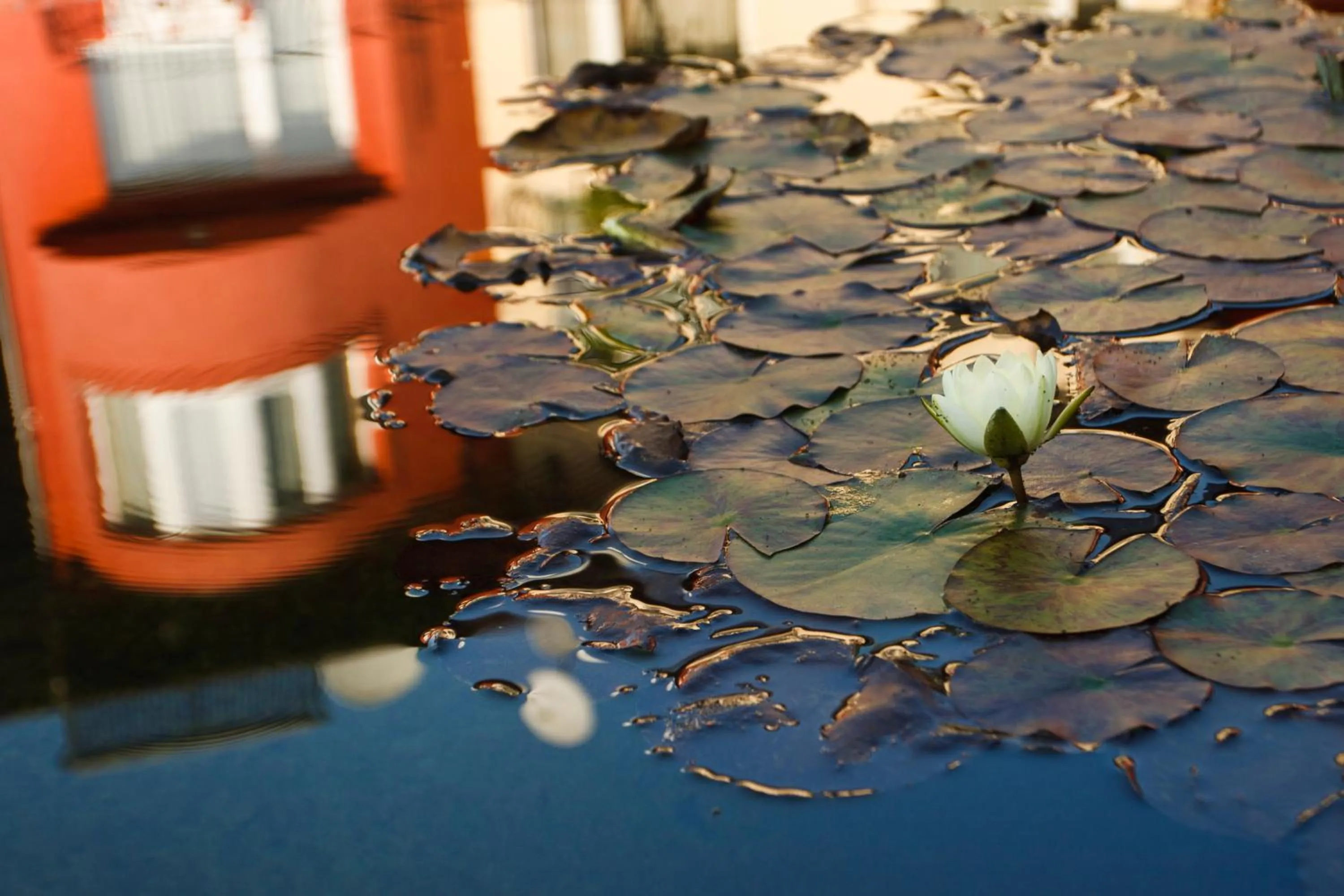 Area and facilities in Szőnyi Garden Hotel Pest