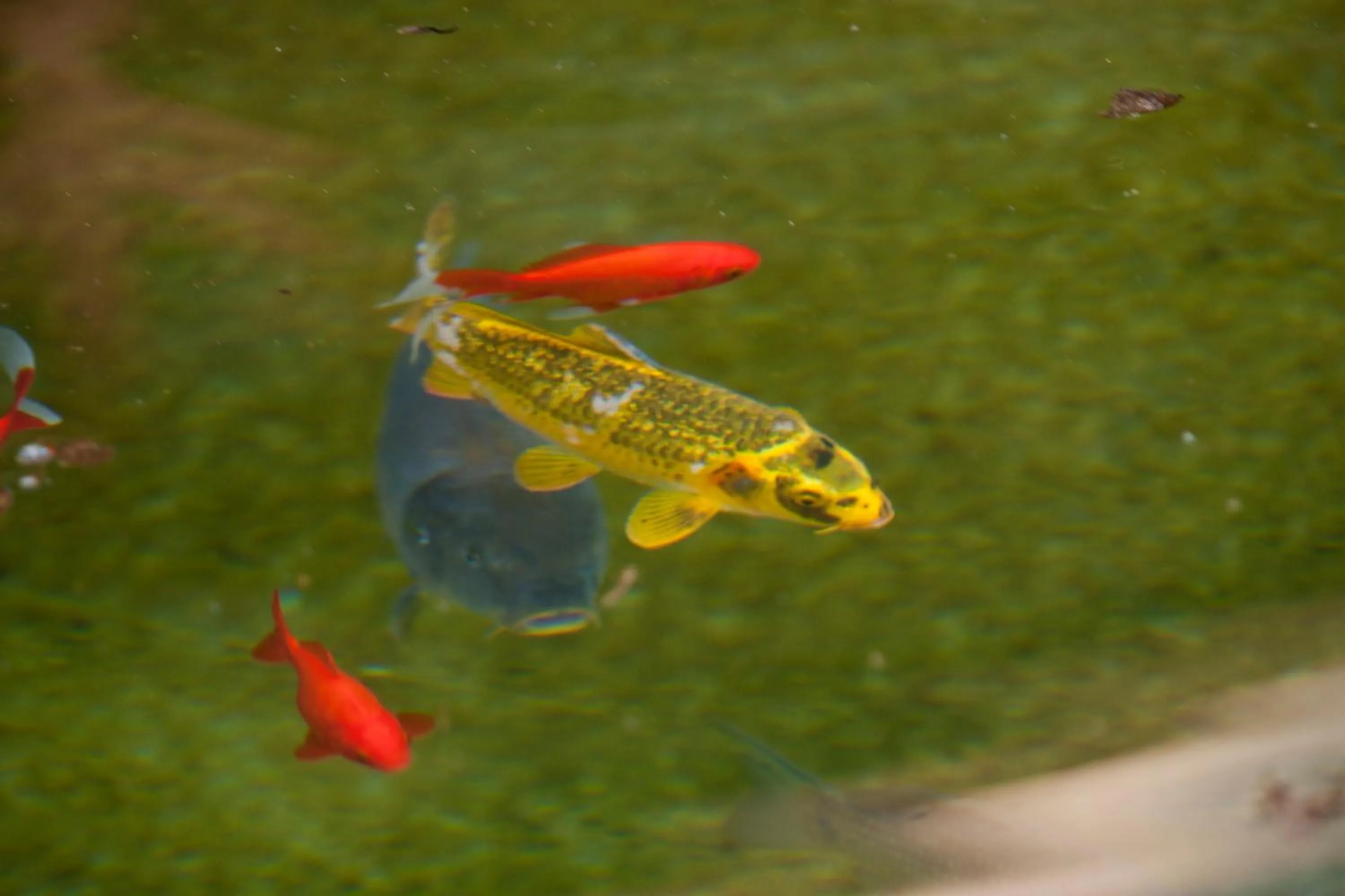 Decorative detail in Szőnyi Garden Hotel Pest