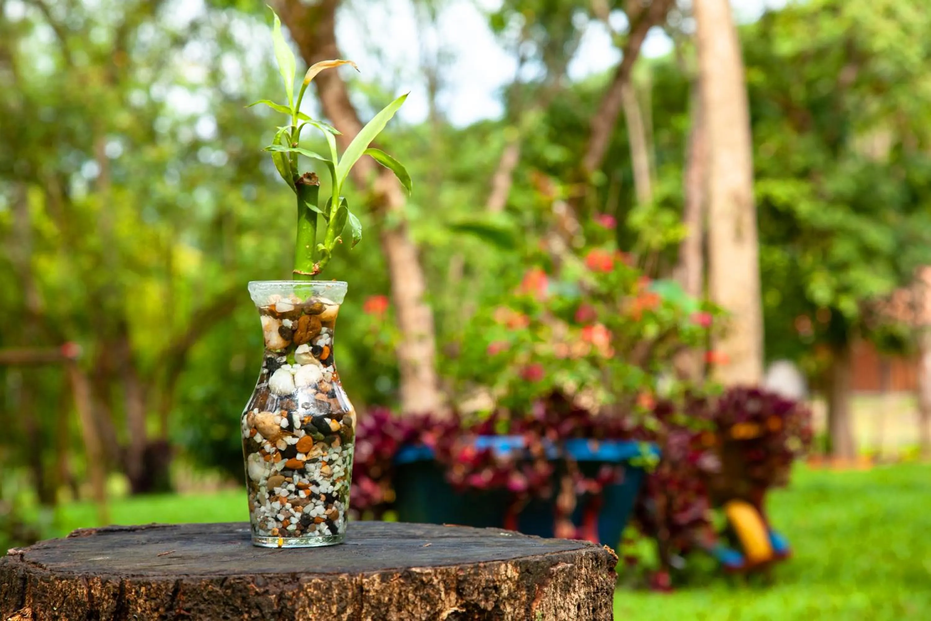 Natural landscape in Hotel Nana