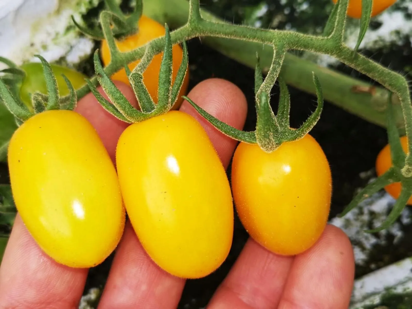 Food and drinks in Tettoeletto Garden Bio