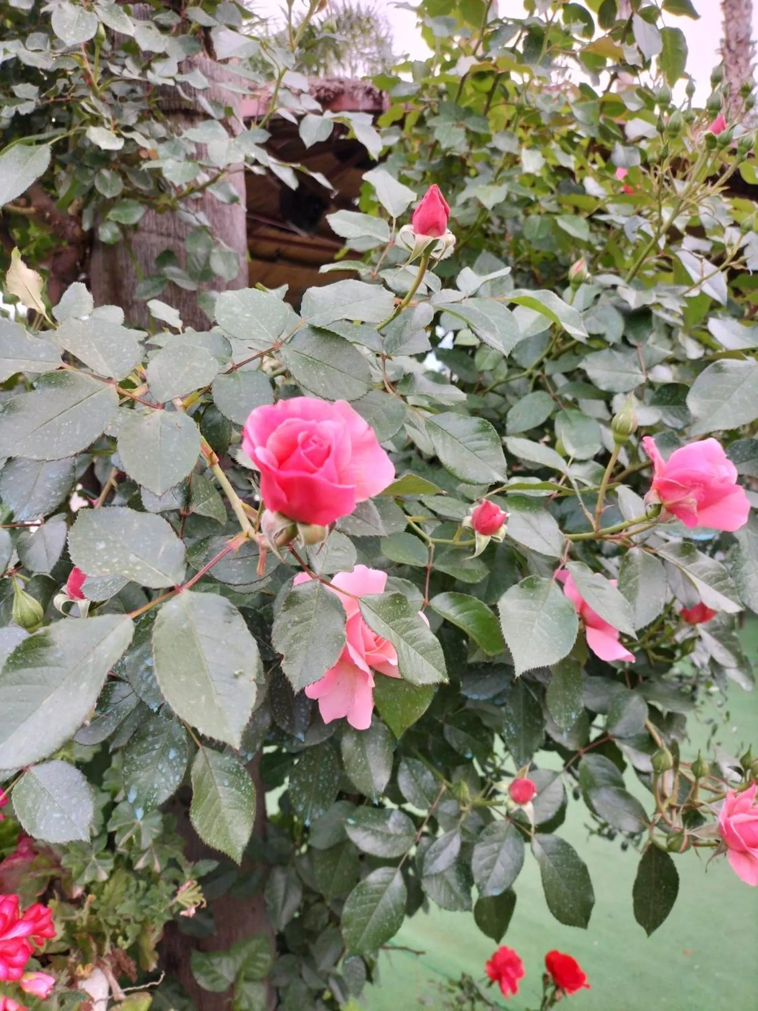 Spring in Tettoeletto Garden Bio