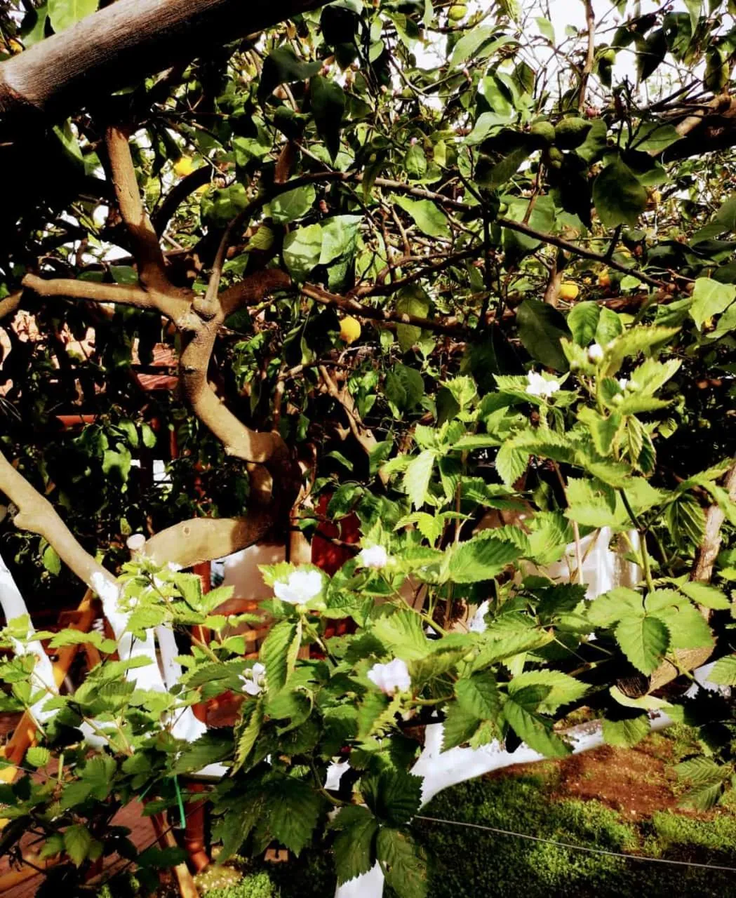 Spring in Tettoeletto Garden Bio