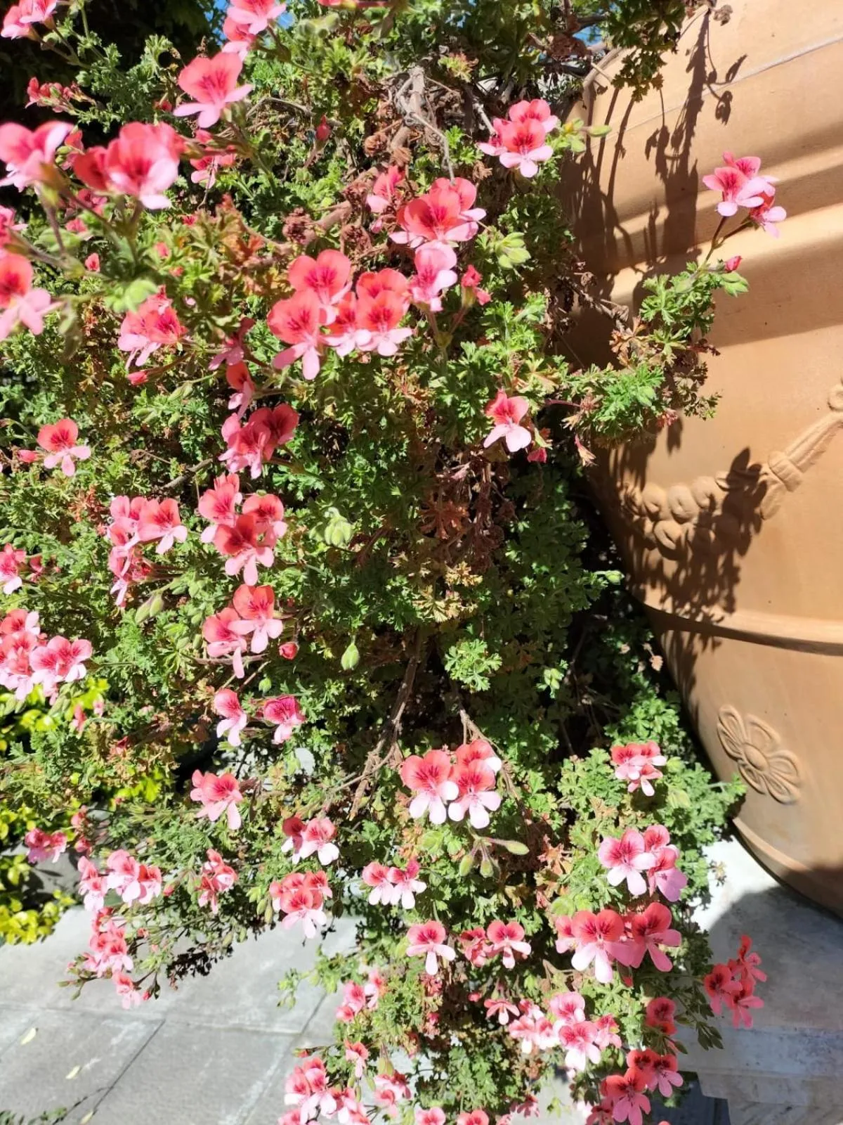 Patio in Tettoeletto Garden Bio