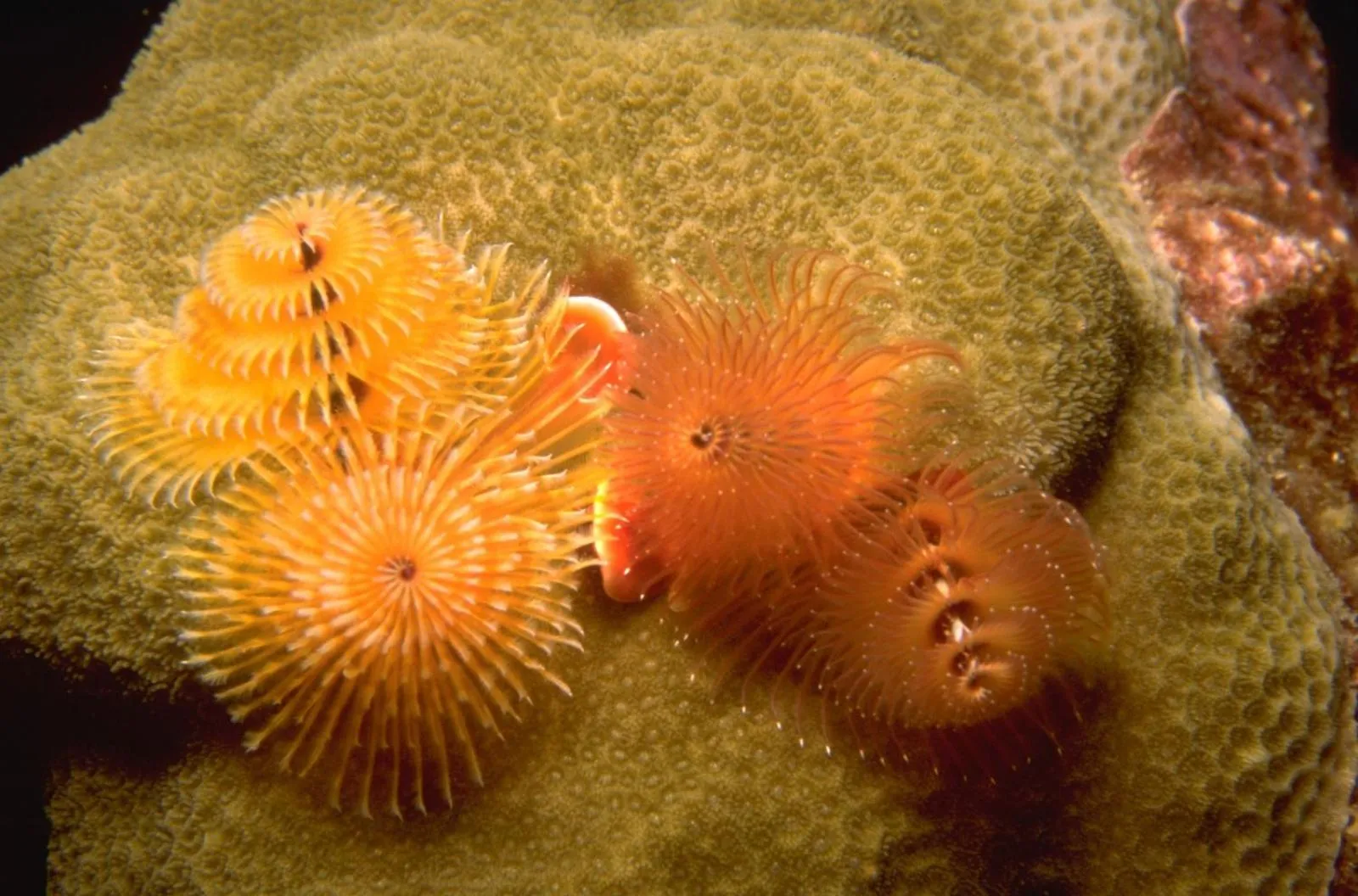 Activities in Turtle Bay Inn