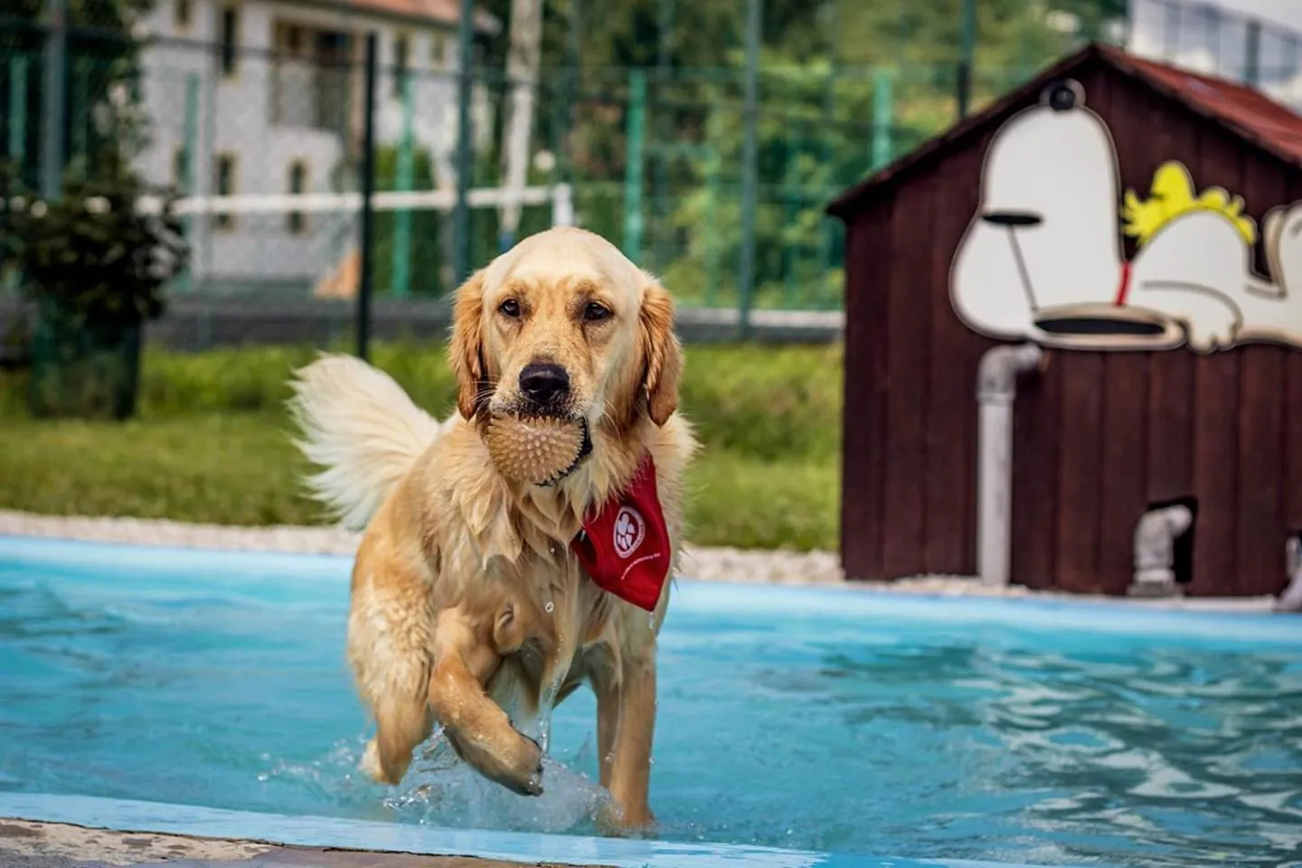 Pets in Abbazia Country Club