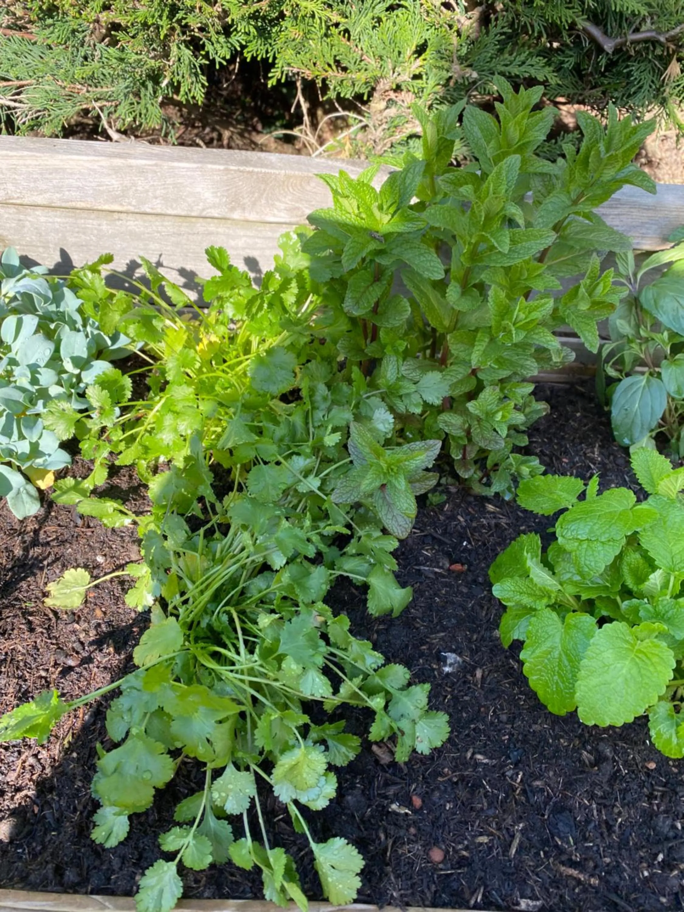 Chambres tout confort du Tilleul