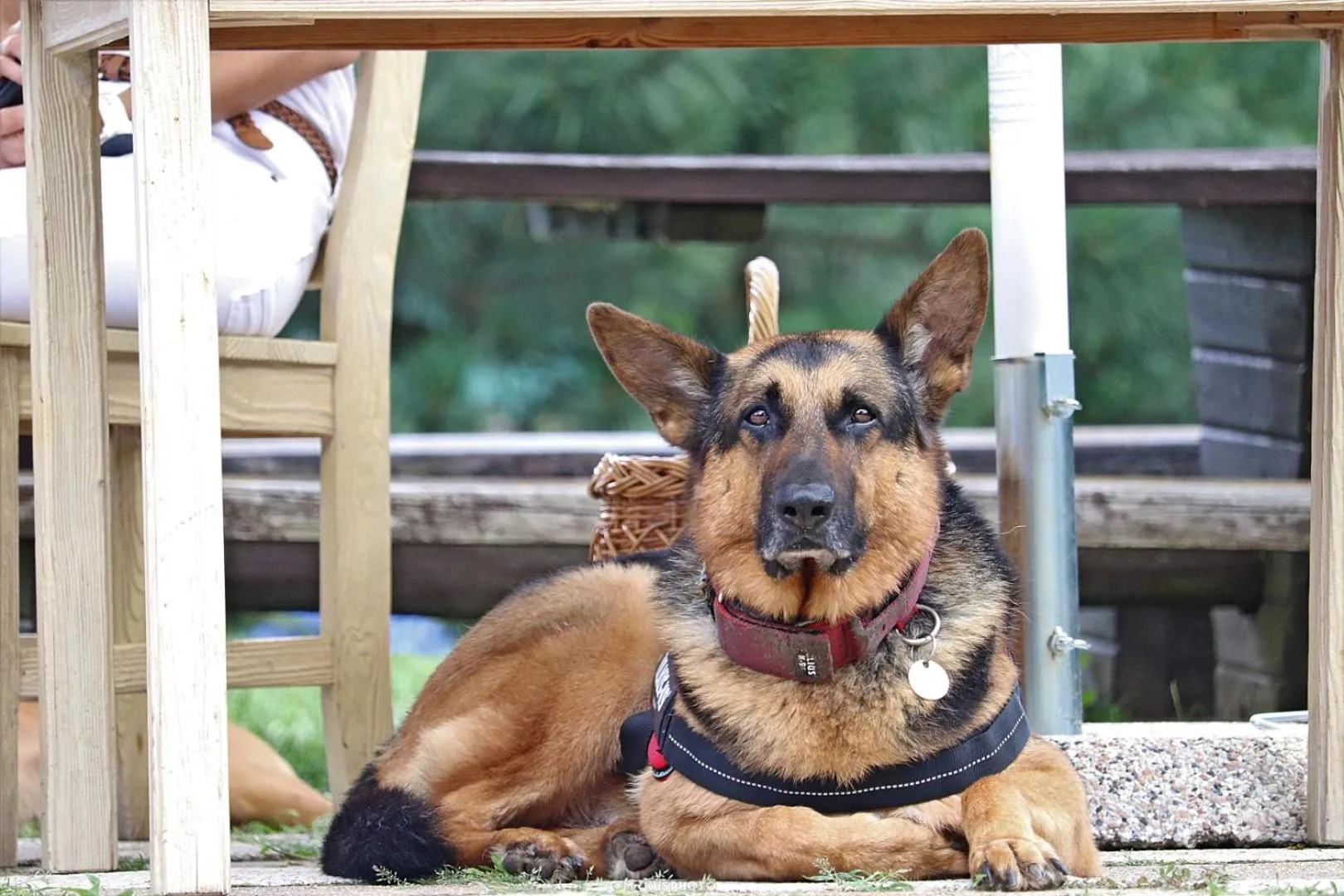 Pets in Petneházy Aparthotel