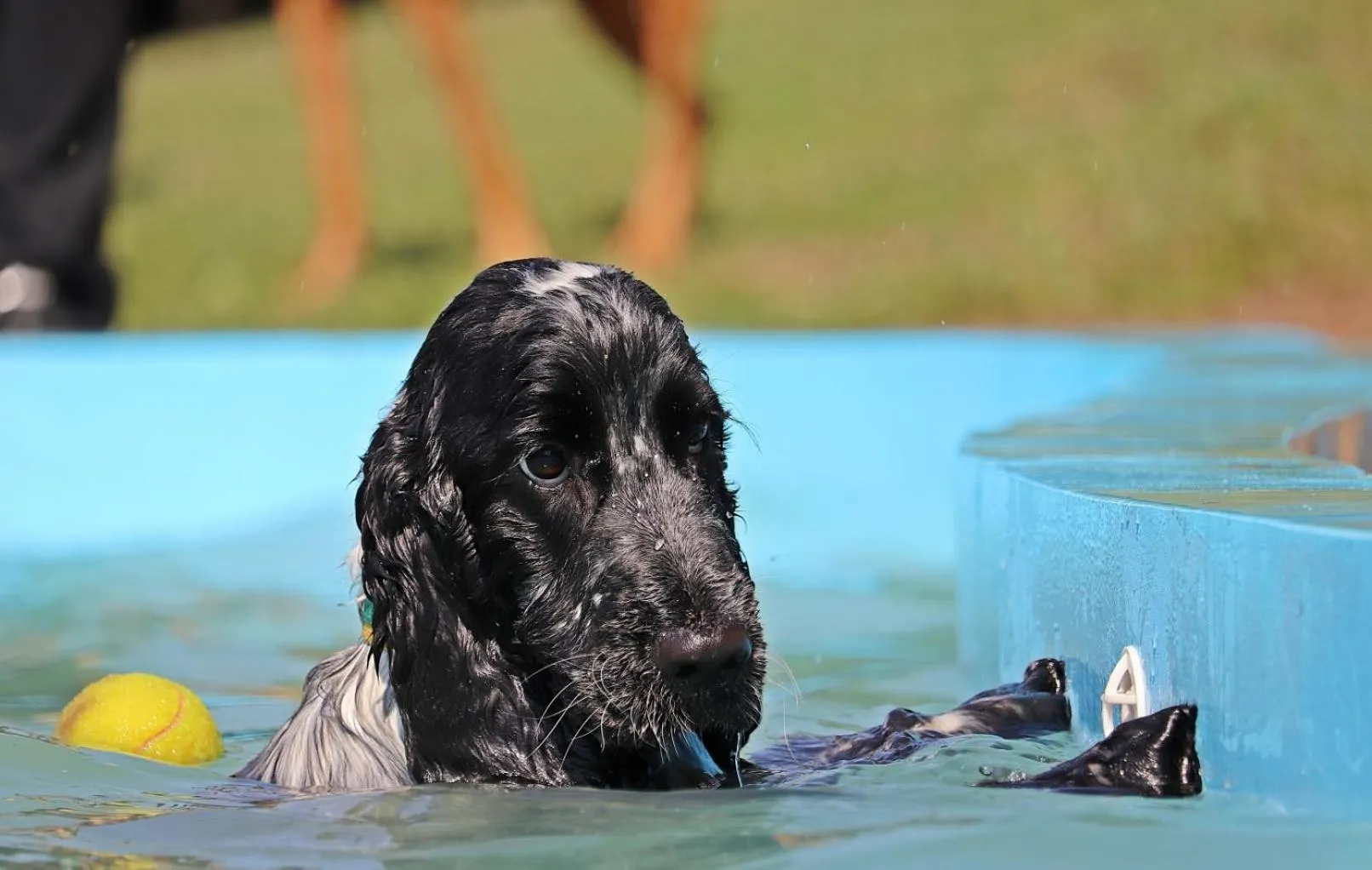 Garden in Petneházy Aparthotel