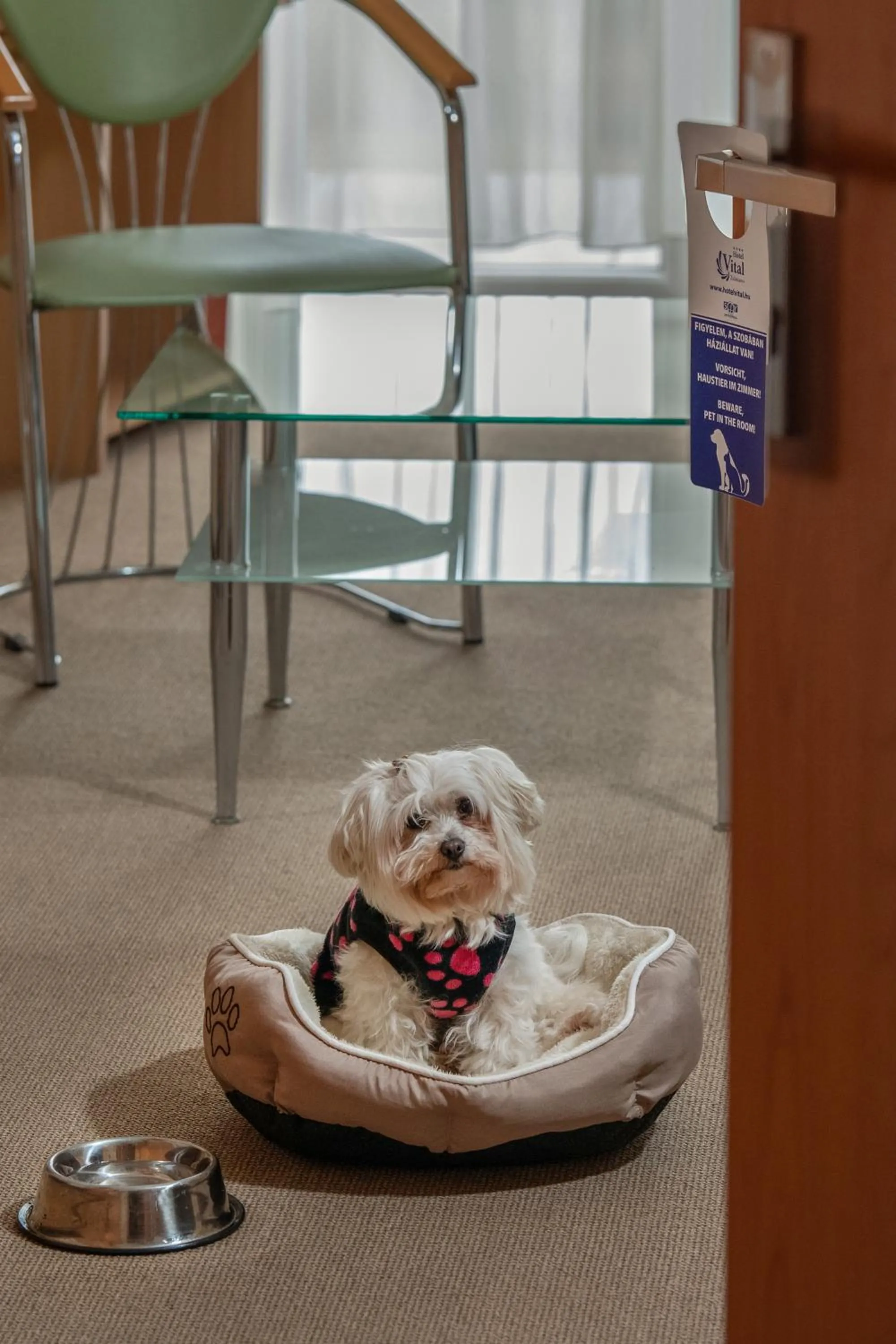 Pets in Hotel Vital