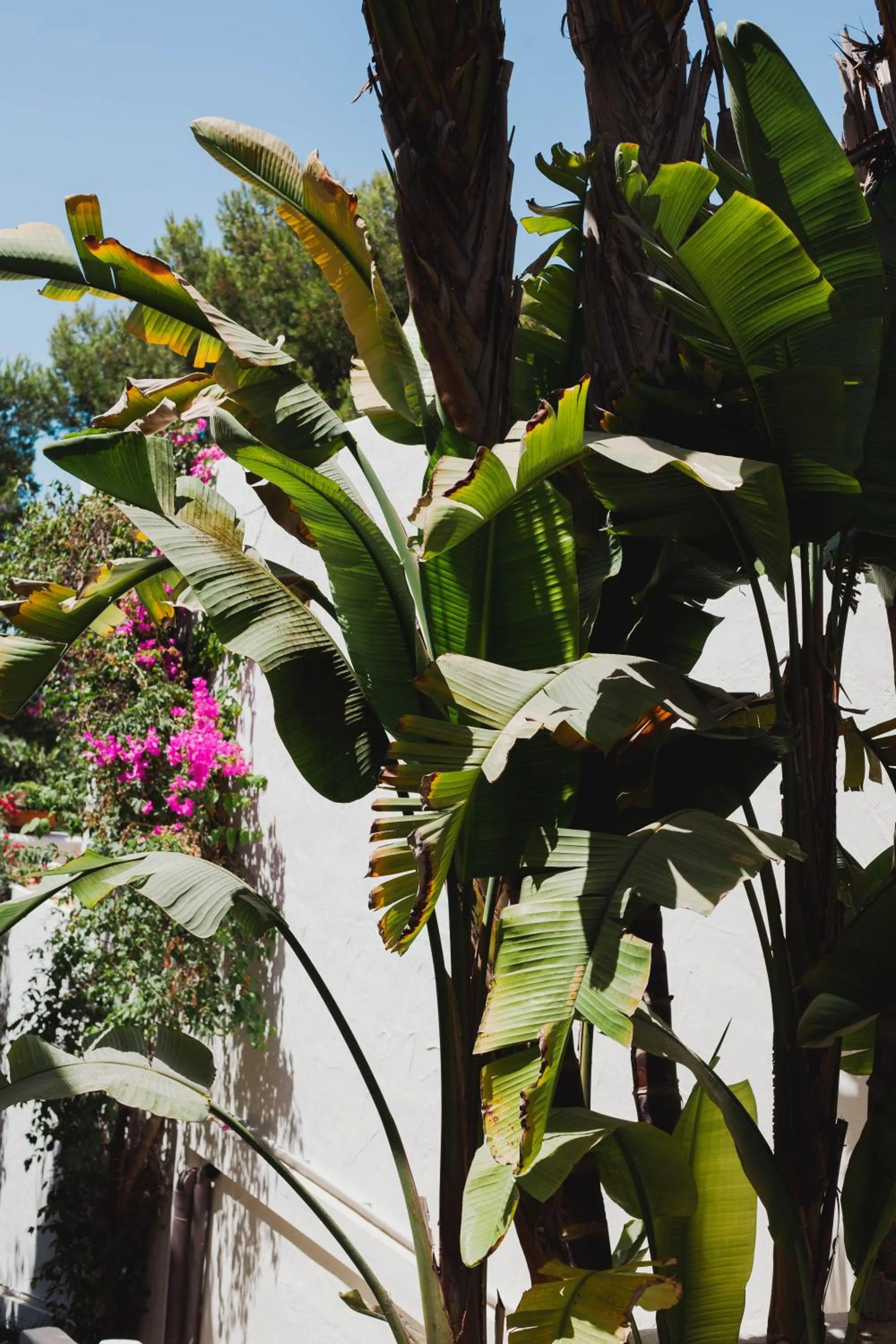 Garden in Hotel Ritual de Terra & SPA