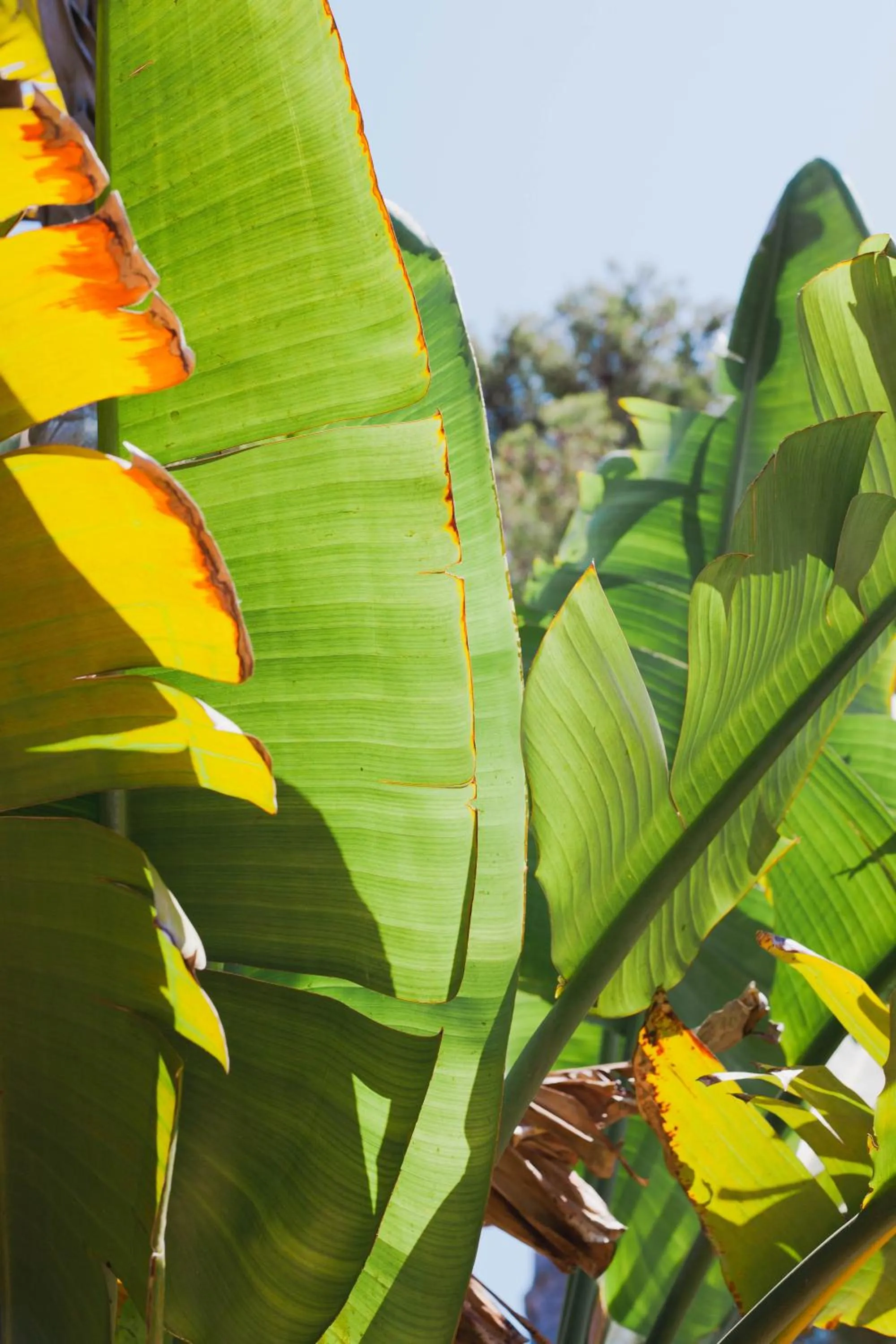 Garden in Hotel Ritual de Terra & SPA