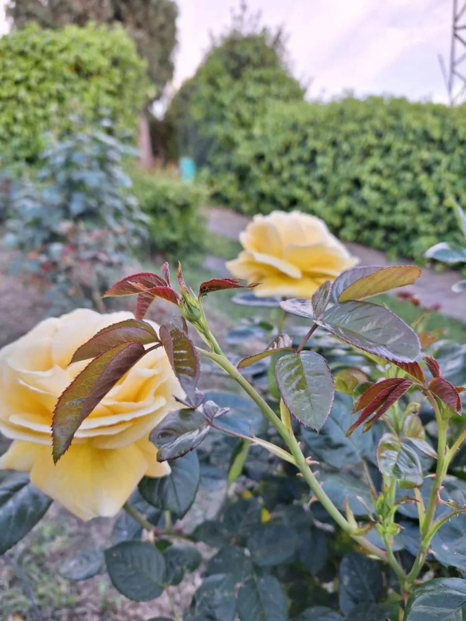 B&B Le rose di Paola