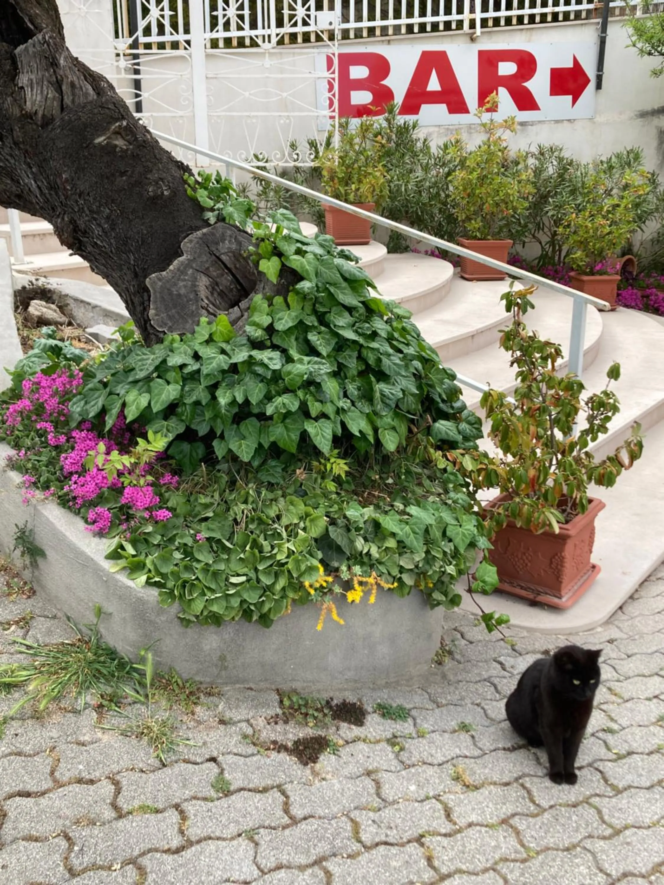 Facade/entrance in Albergo pensione Bianco