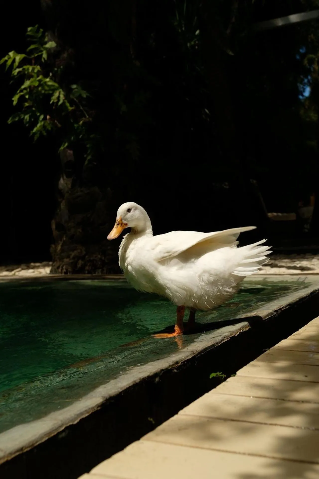 Animals in White Goose Boutique Hotel