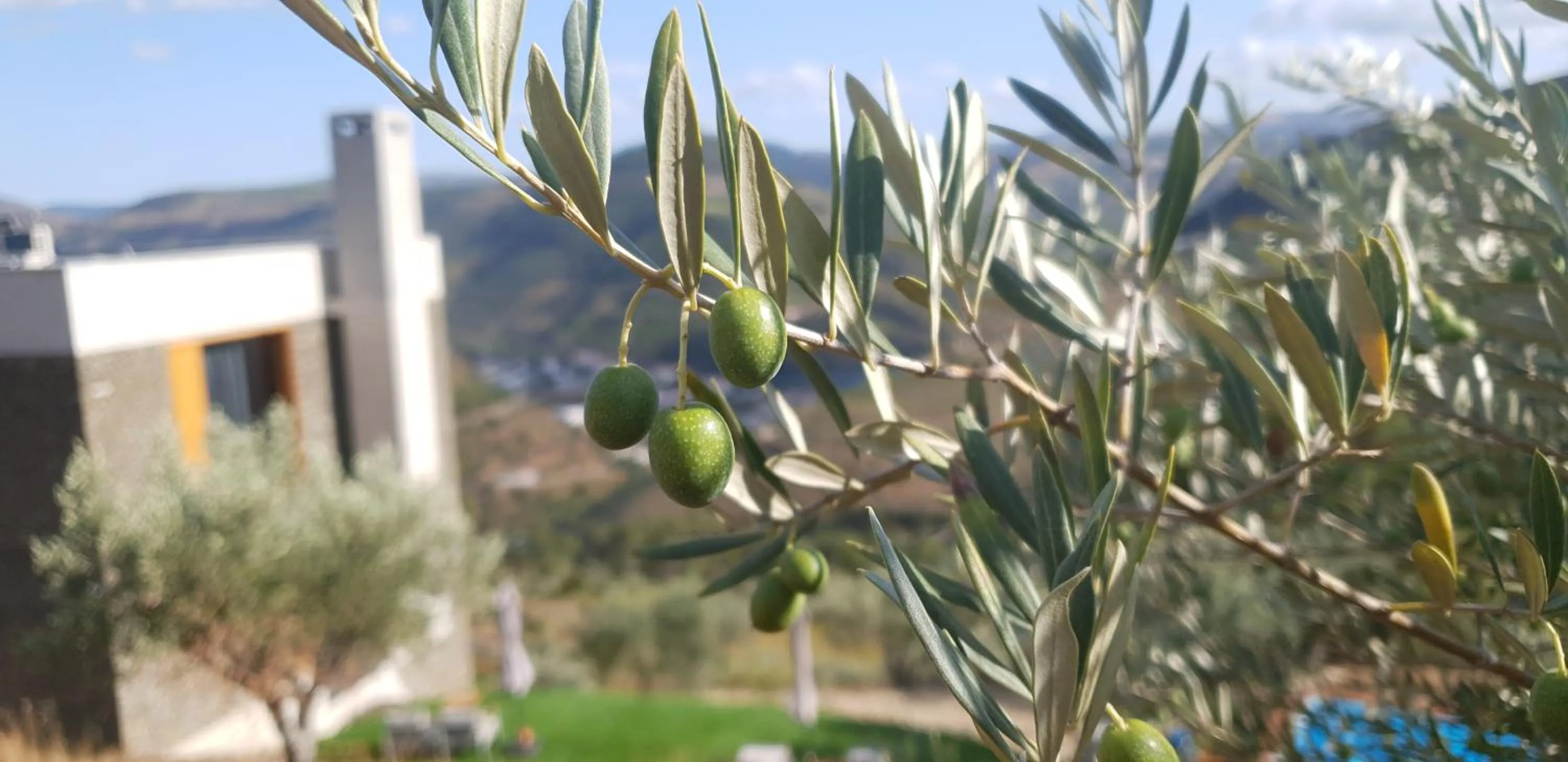 Area and facilities in Casa do Arco by Douro Exclusive