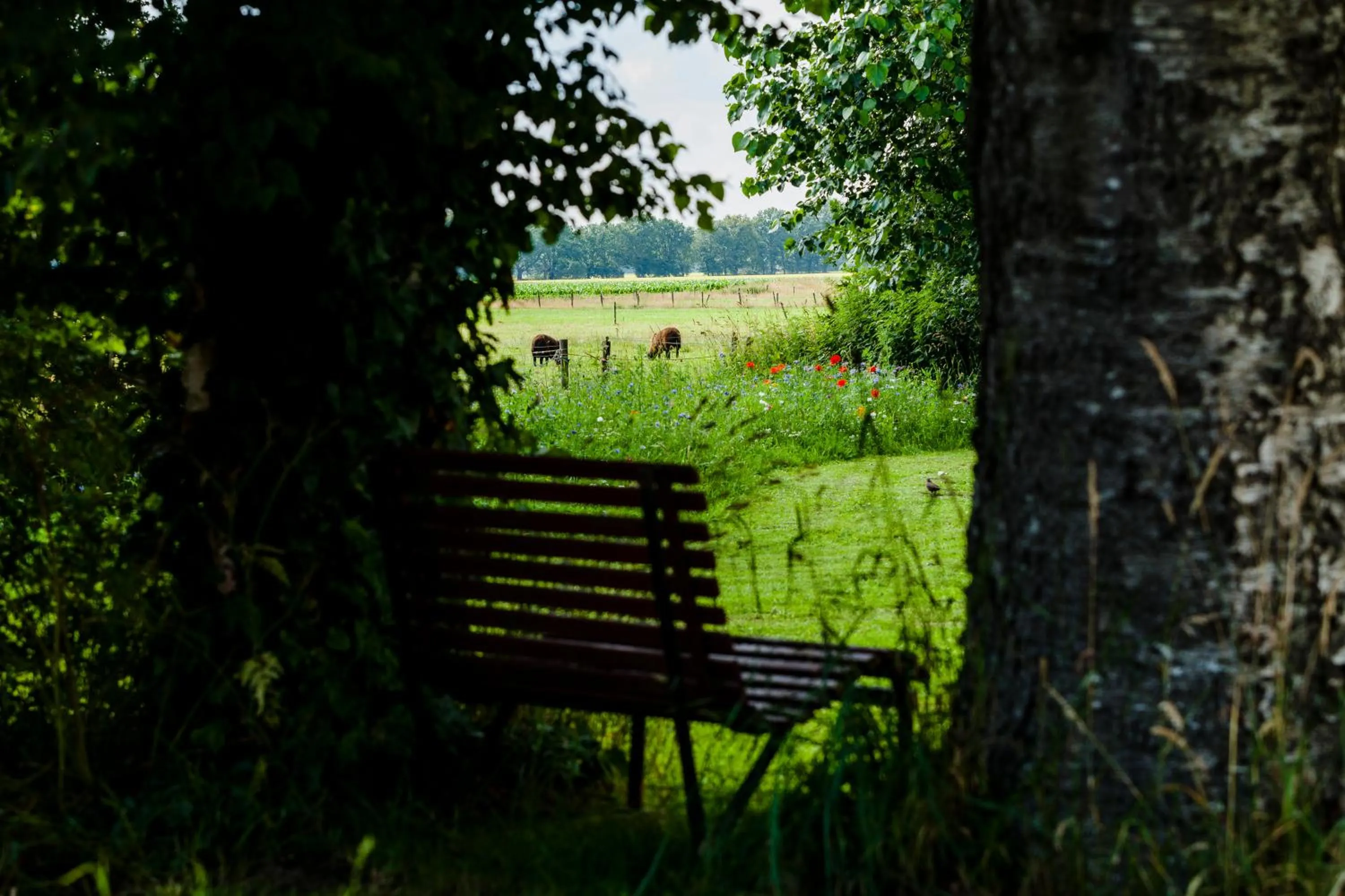 View (from property/room) in B&B Grevenberg