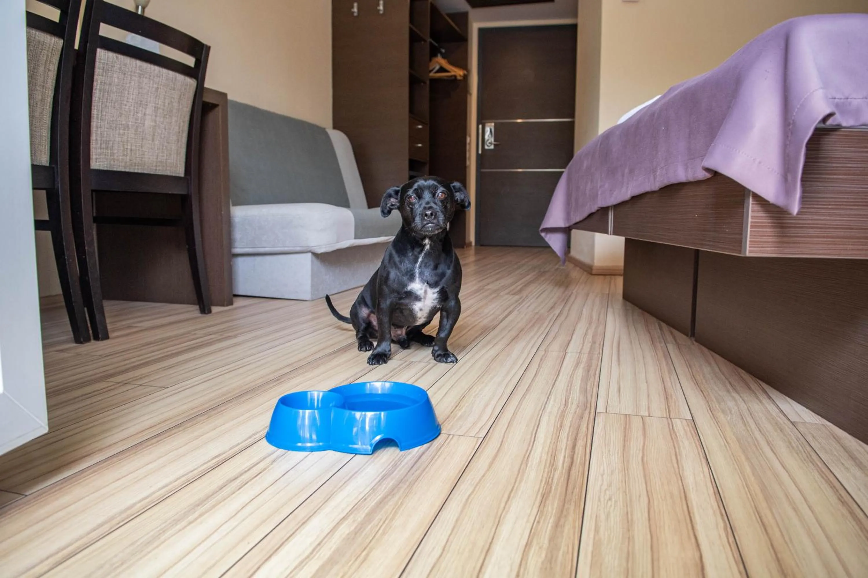 Animals in CE Plaza Hotel