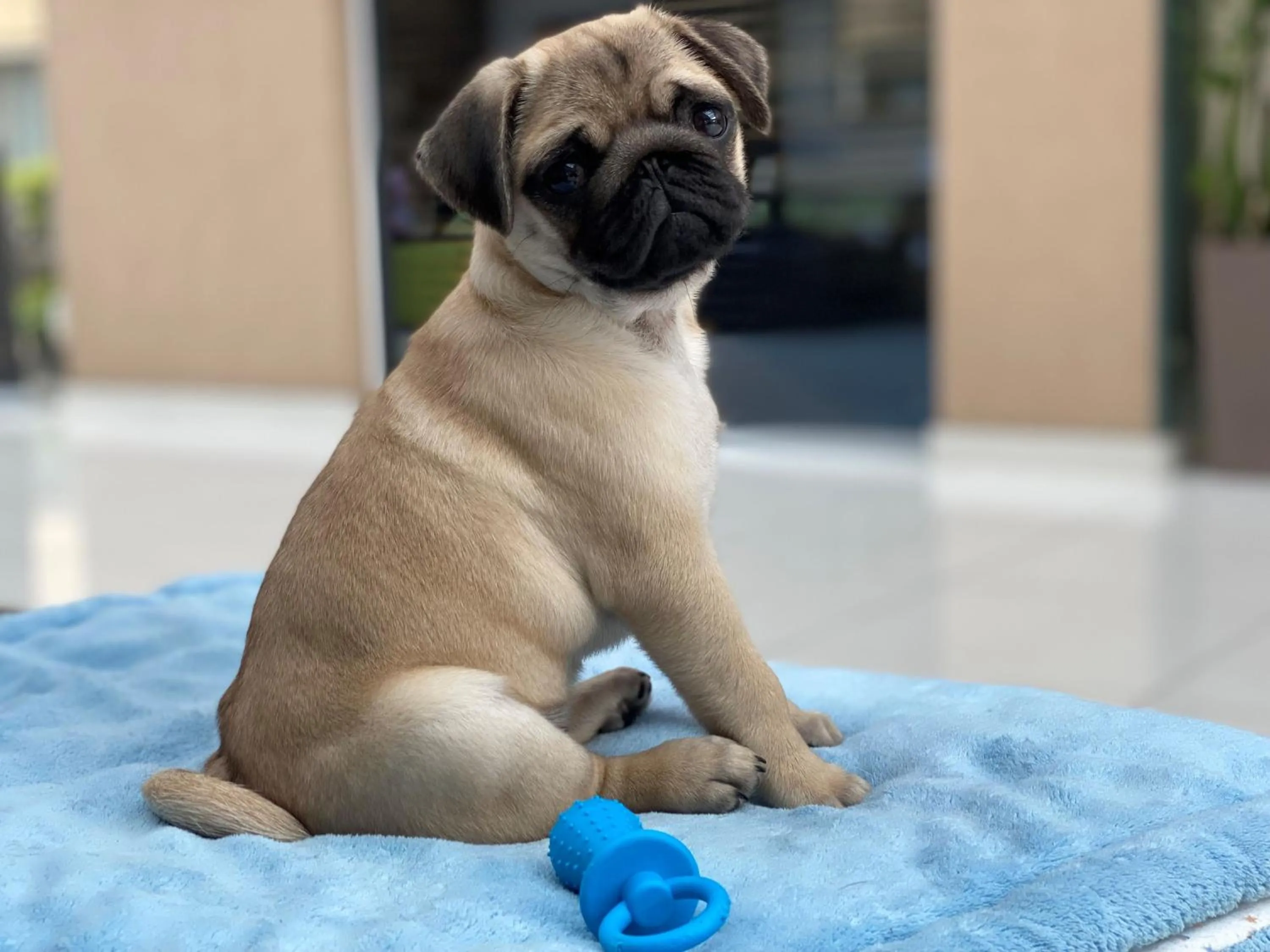 Pets in CE Plaza Hotel