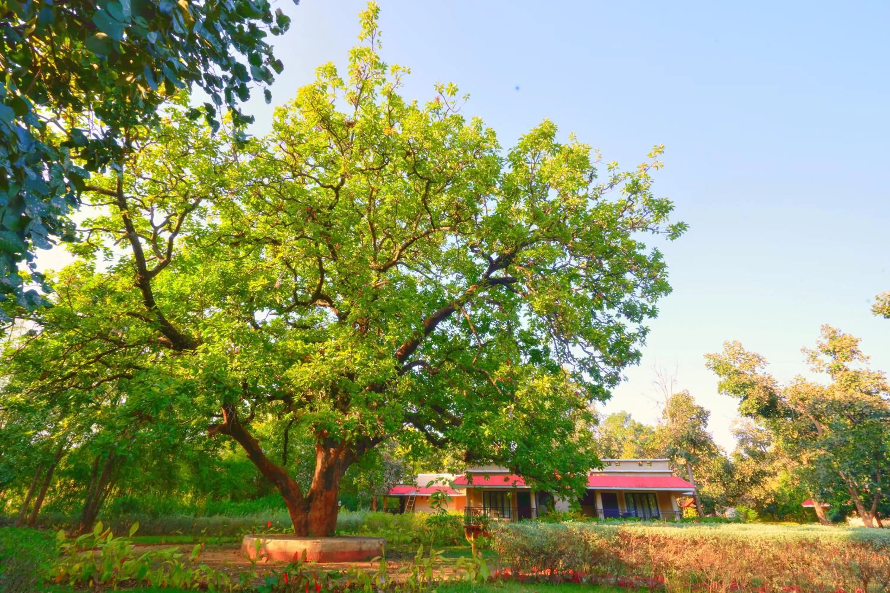 Garden in Bundela Bandhavgarh by Octave