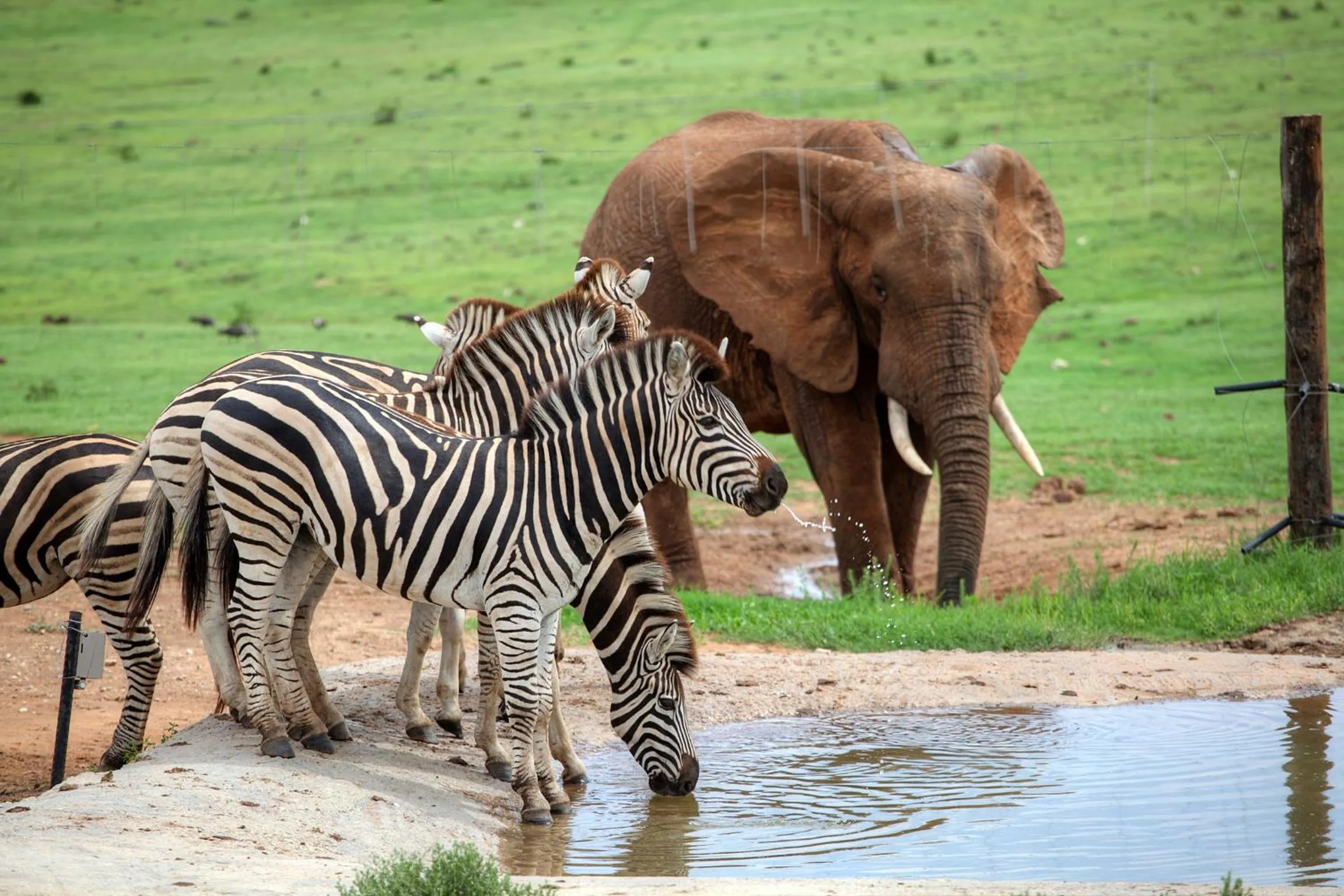 Camp Figtree by The Oyster Collection