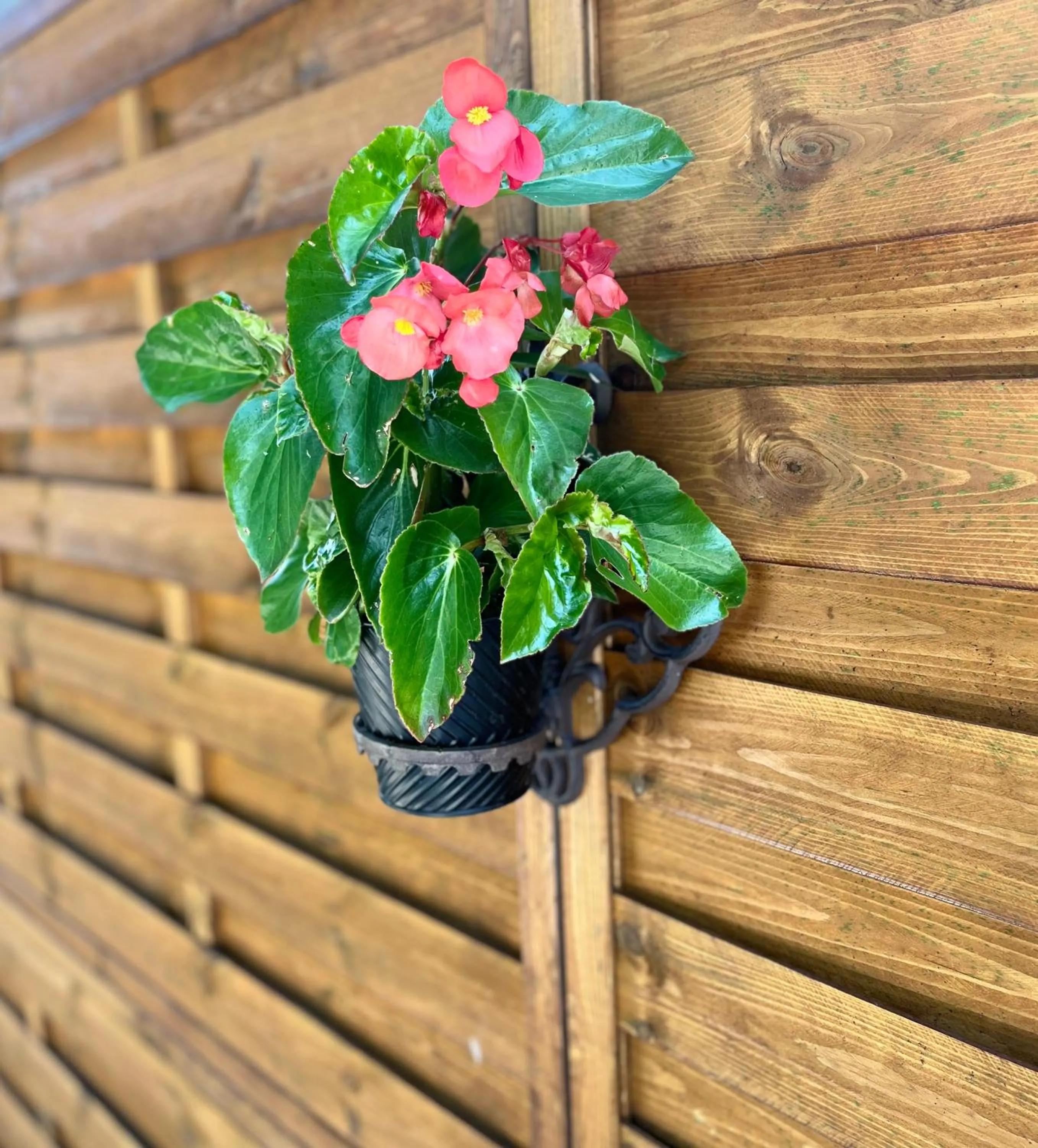 Garden in Hotel Oswaldo