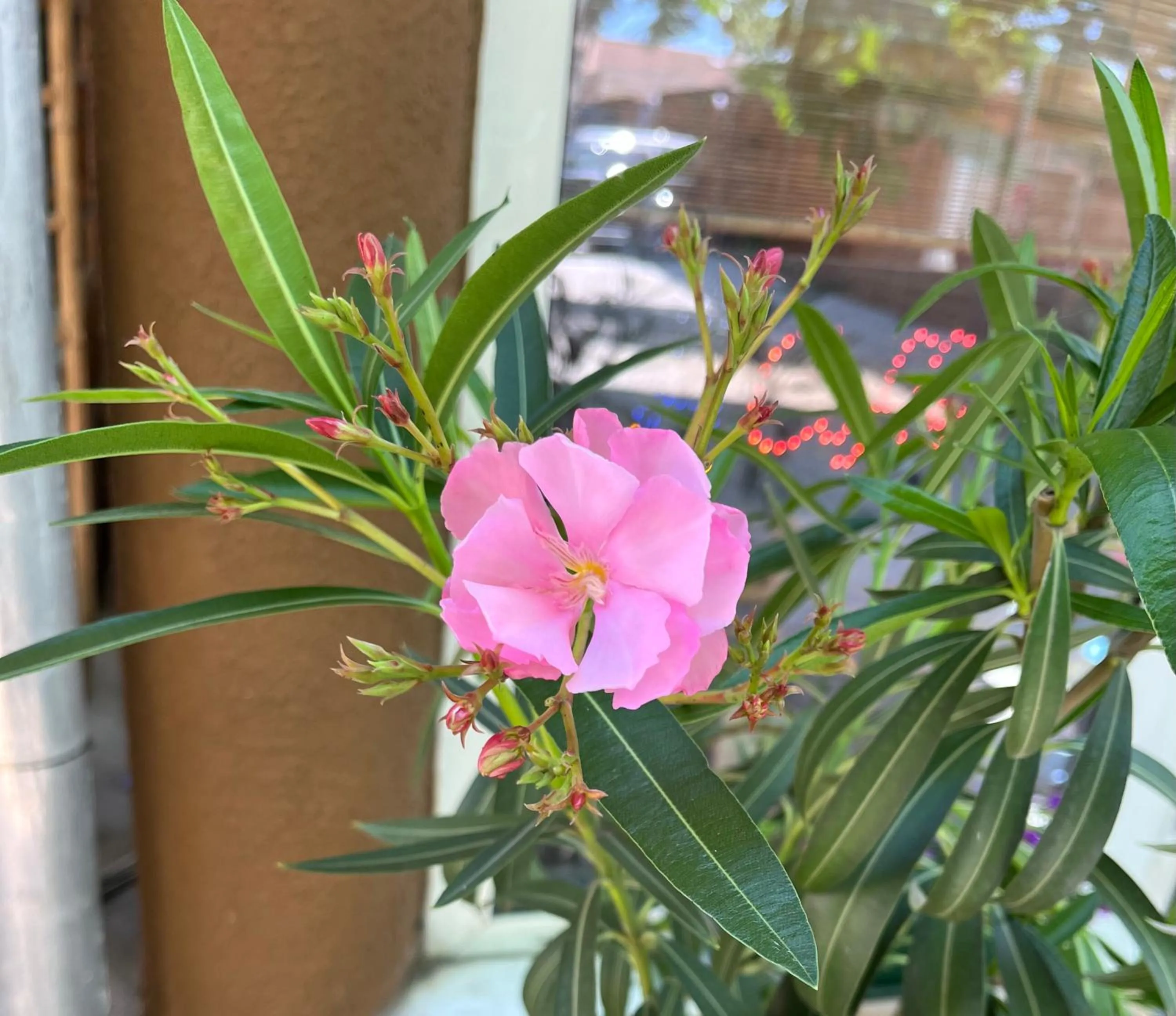 Garden in Hotel Oswaldo