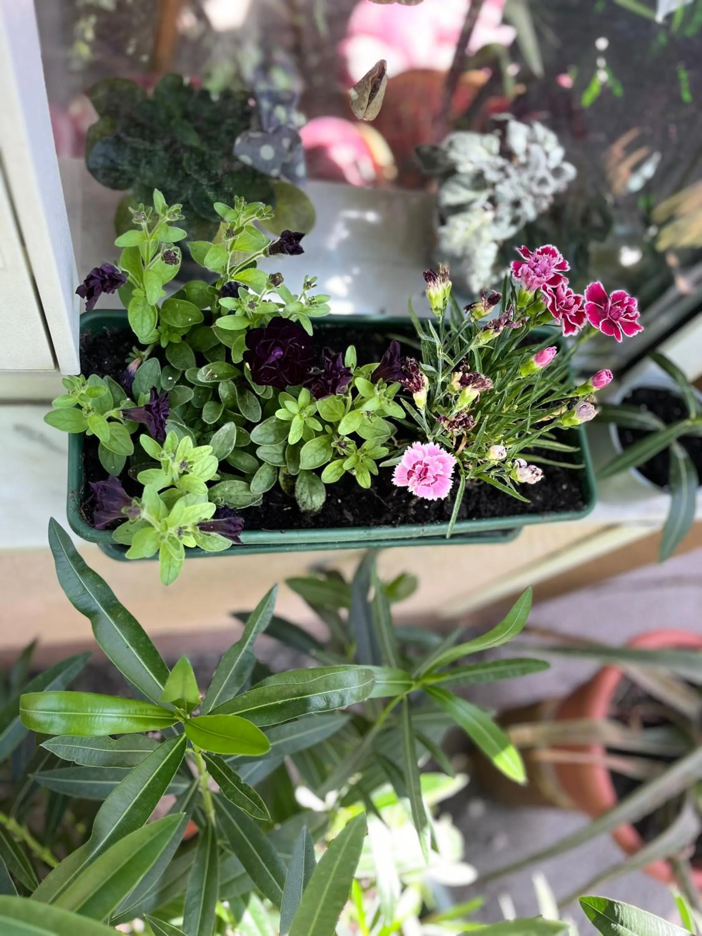 Garden in Hotel Oswaldo