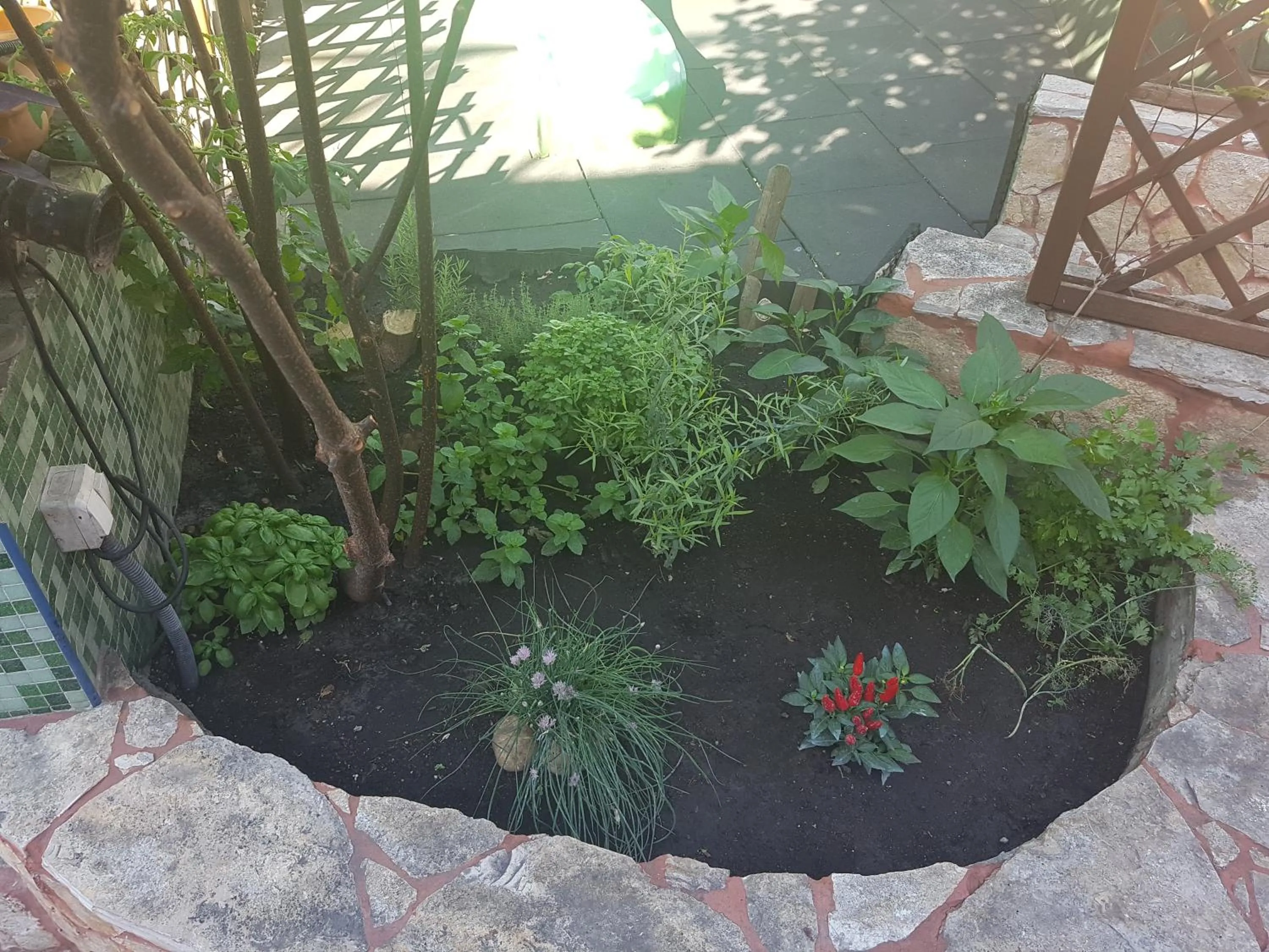 Garden in Hotel Oswaldo