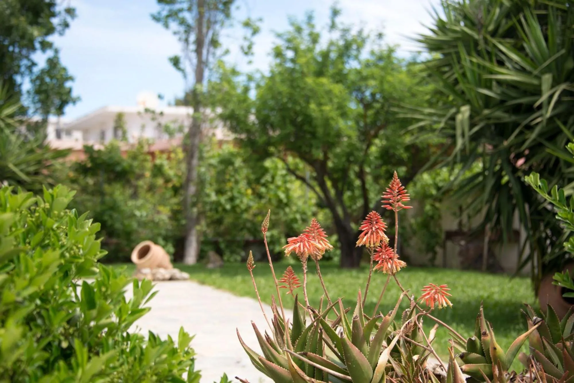 Garden in Kolevri Studios - 650m from Laganas Center, by ZanteWize