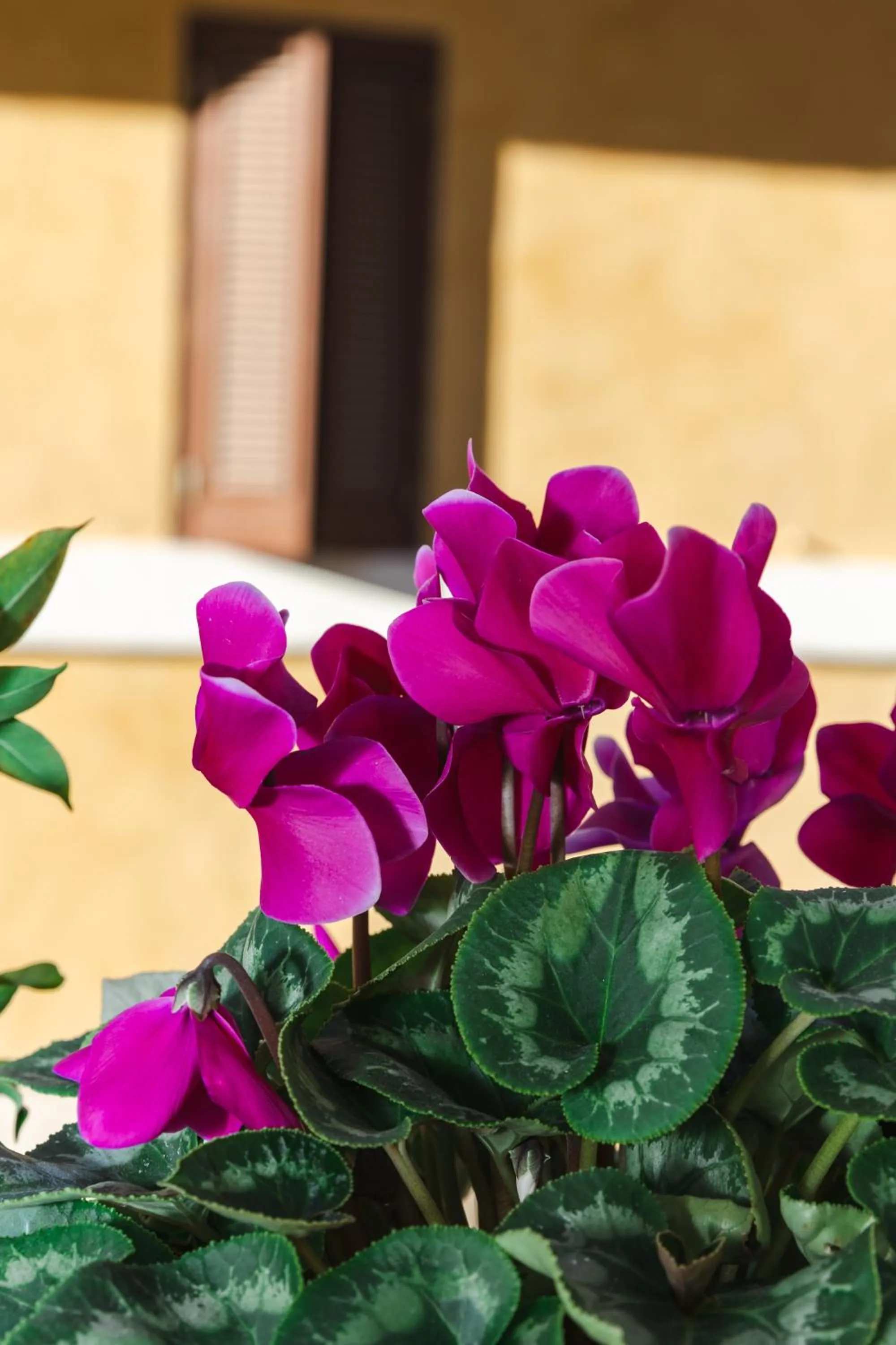 Corso Suite 107 Rooms Wellness & Spa