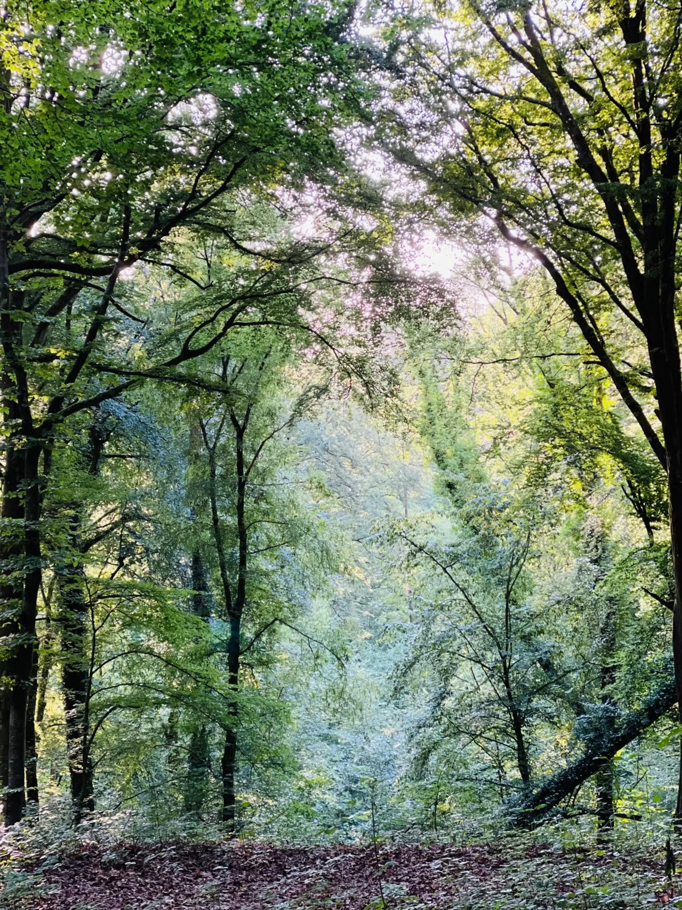 Area and facilities in Domaine de Fresnoy