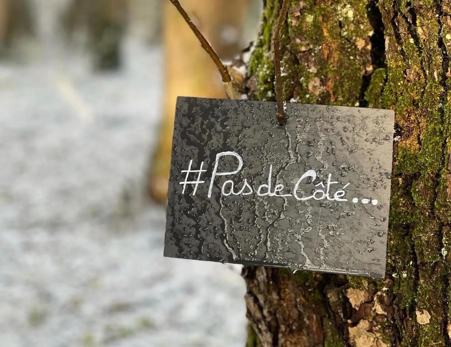 Activities in Domaine de Fresnoy