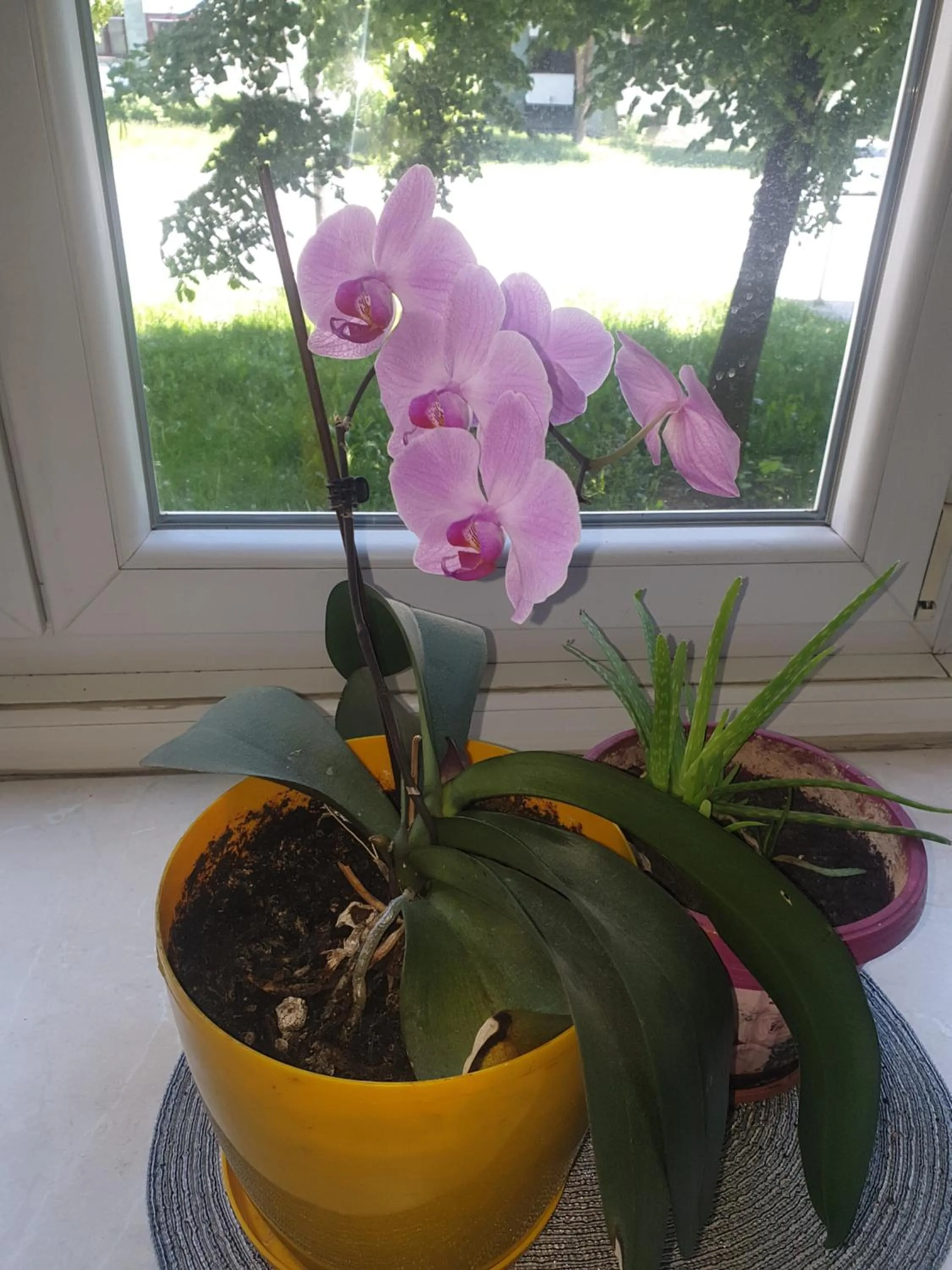 apartman oli