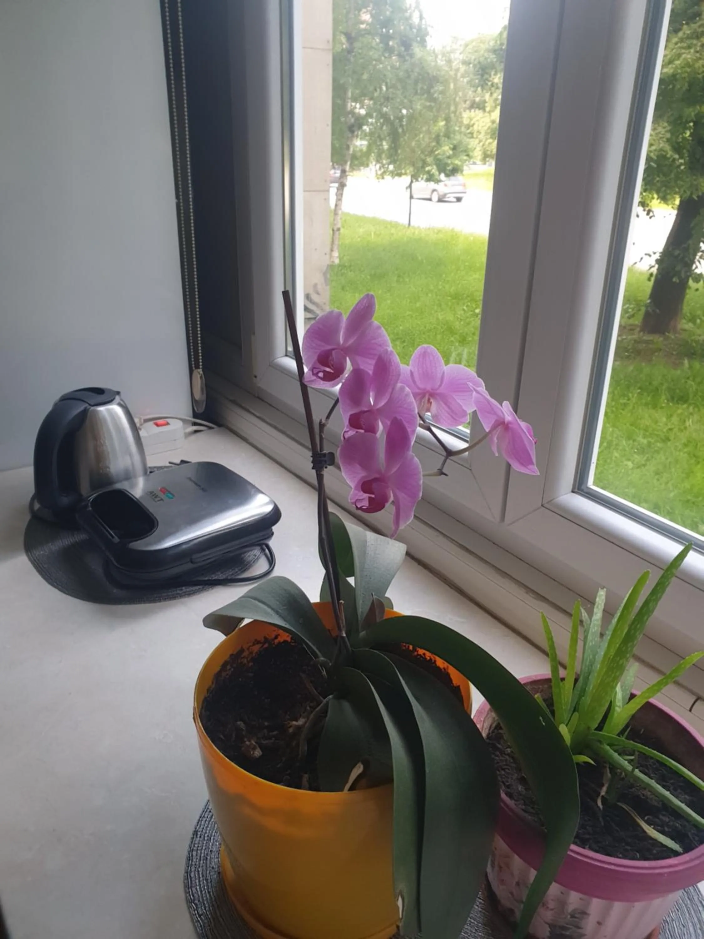 apartman oli