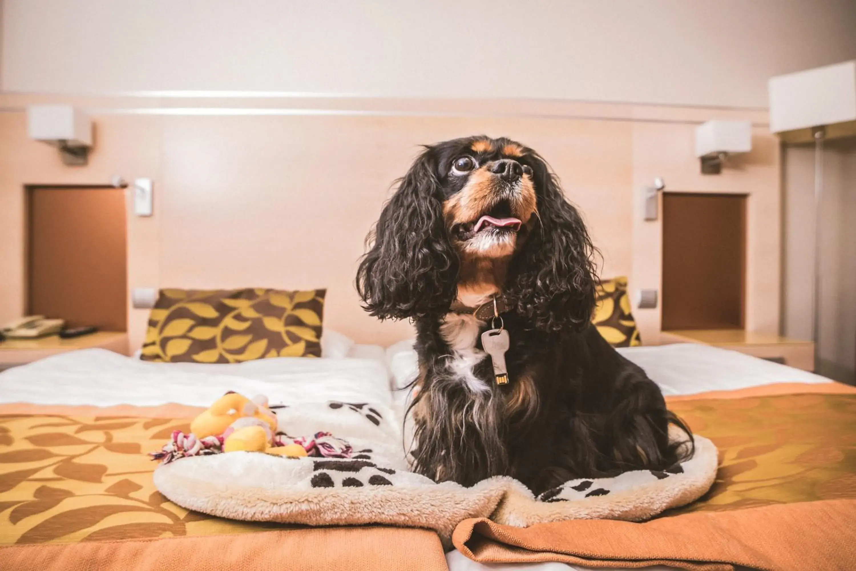 Pets, Bed in Hotel Sopron Pets, Bed in Hotel Sopron