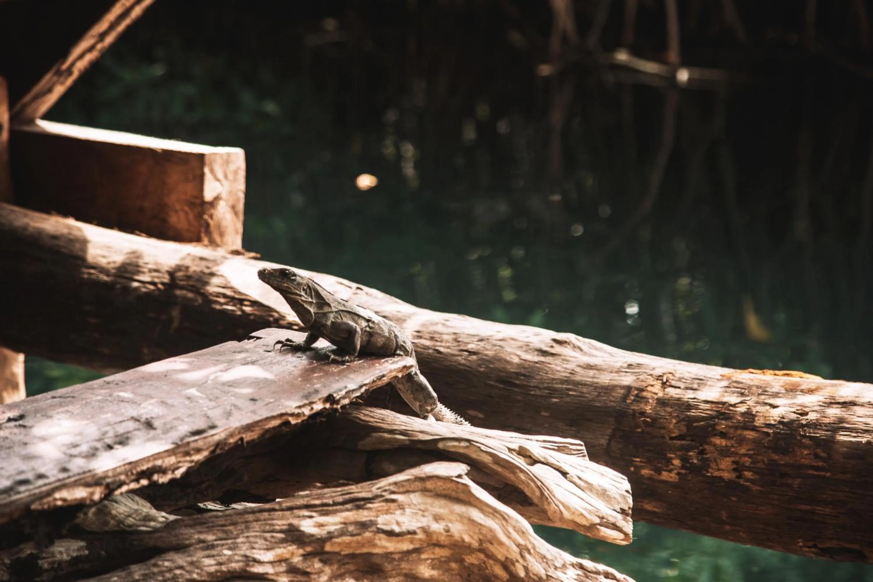 Natural landscape in Uman Glamping & Cenote Tulum