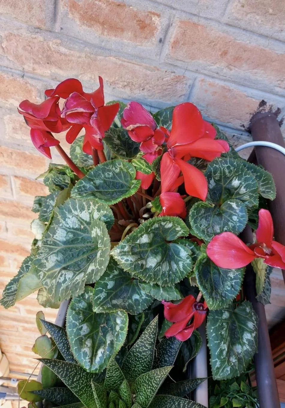 Property building in Guesthouse Calvart25