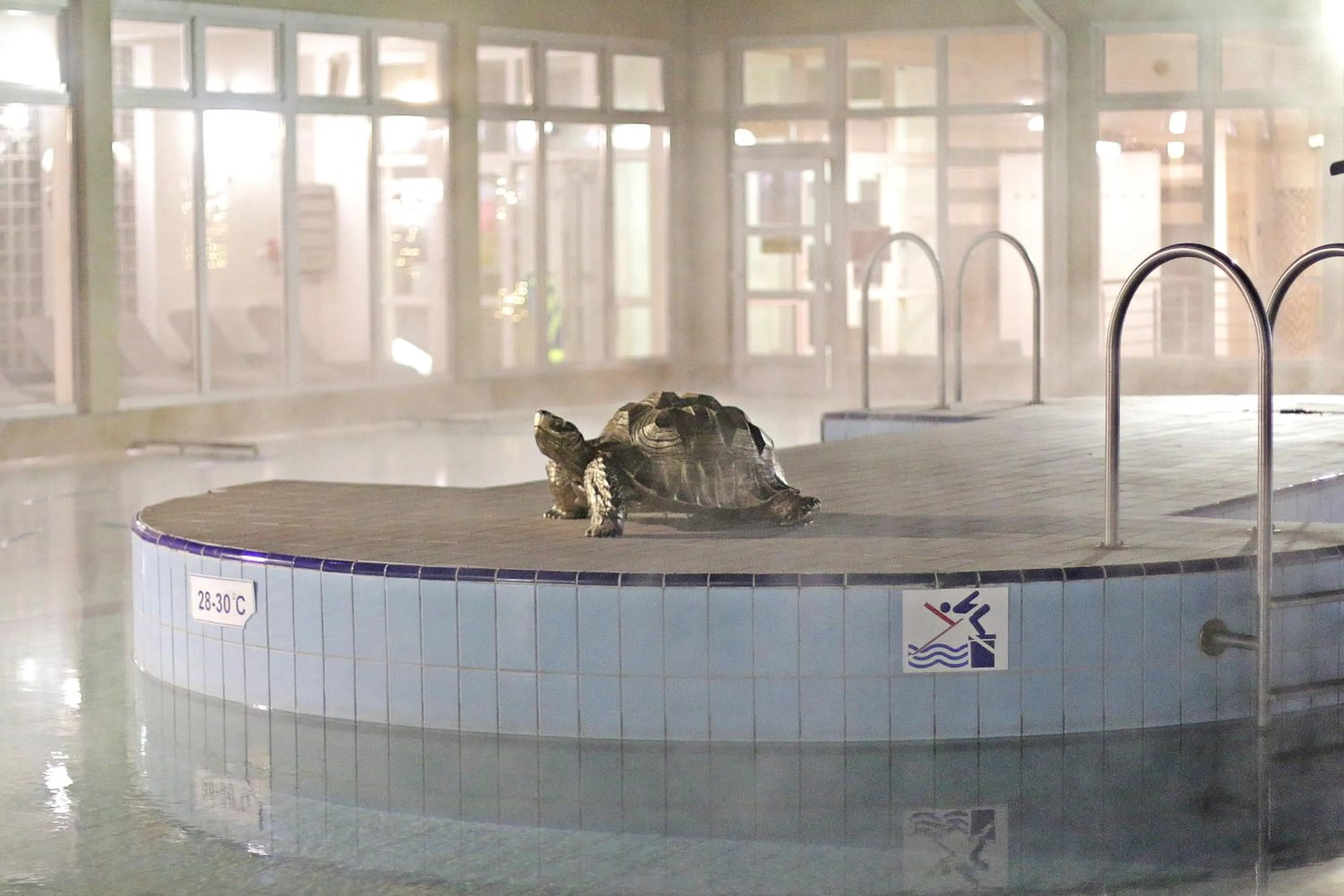 Swimming pool in Aqua Hotel Termál