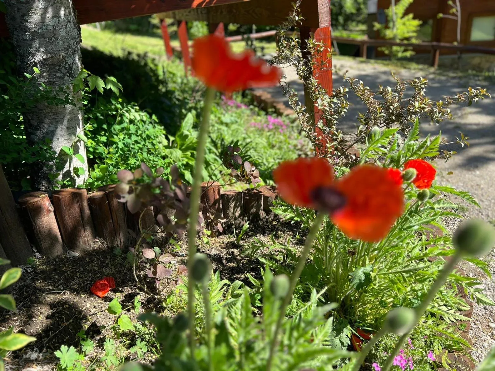 Spring in Solar Selvana - Casas de montaña